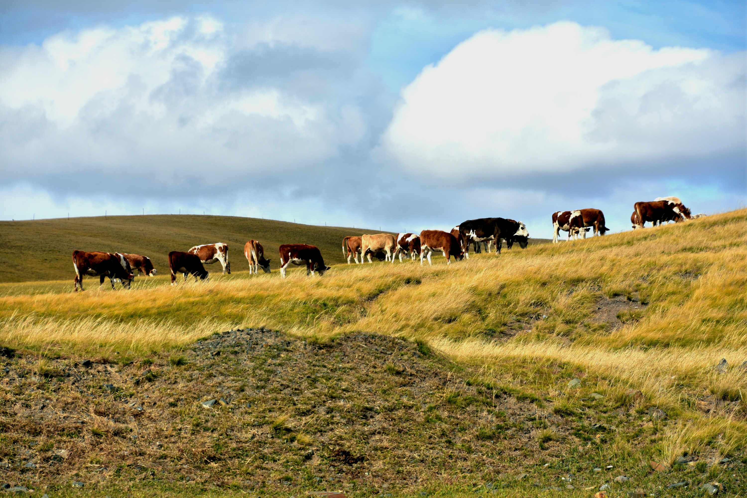 静谧旷远的西乌珠穆沁草原