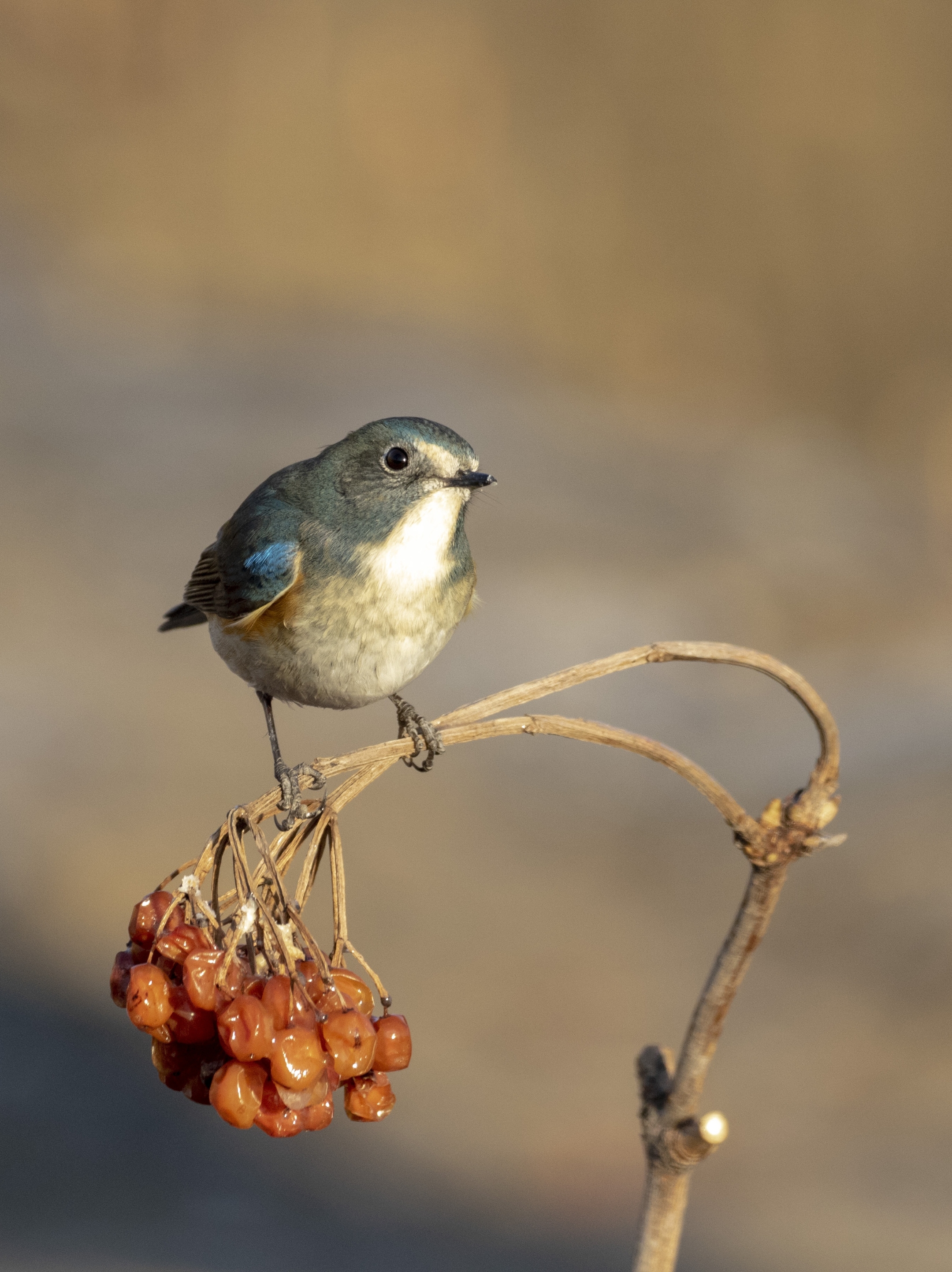 红胁蓝尾鸲是小型鸟类,体长13--15厘米.