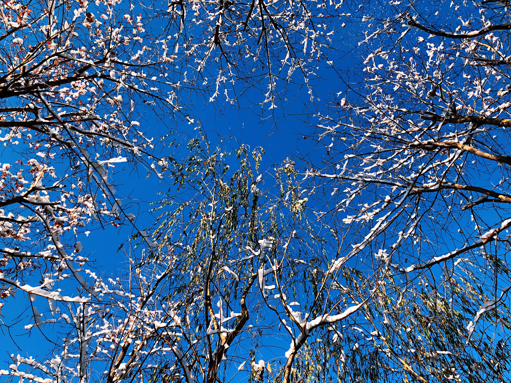 踏雪