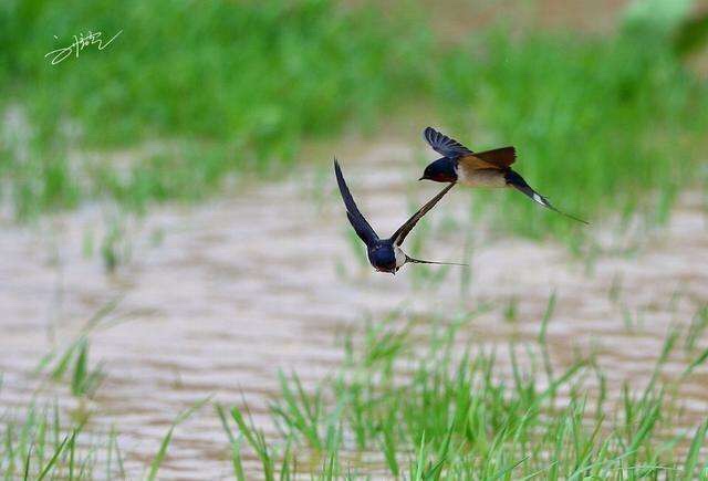 等你,紫燕筑巢衔春归 文/枯叶秋蝉