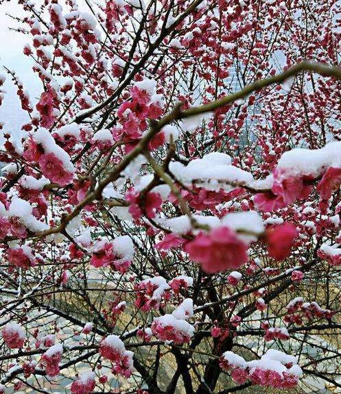 梅雪飞飞图片图片