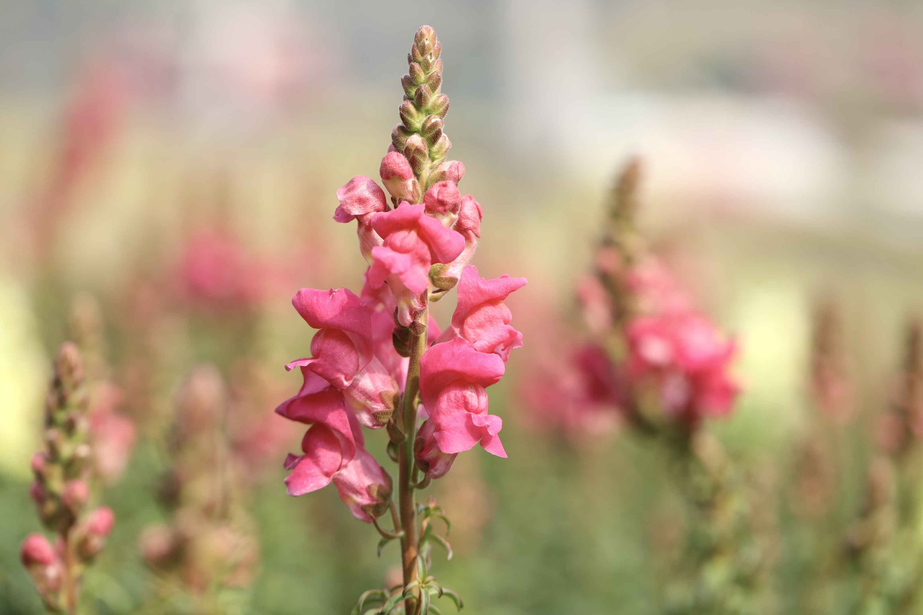 首发粉色金鱼草