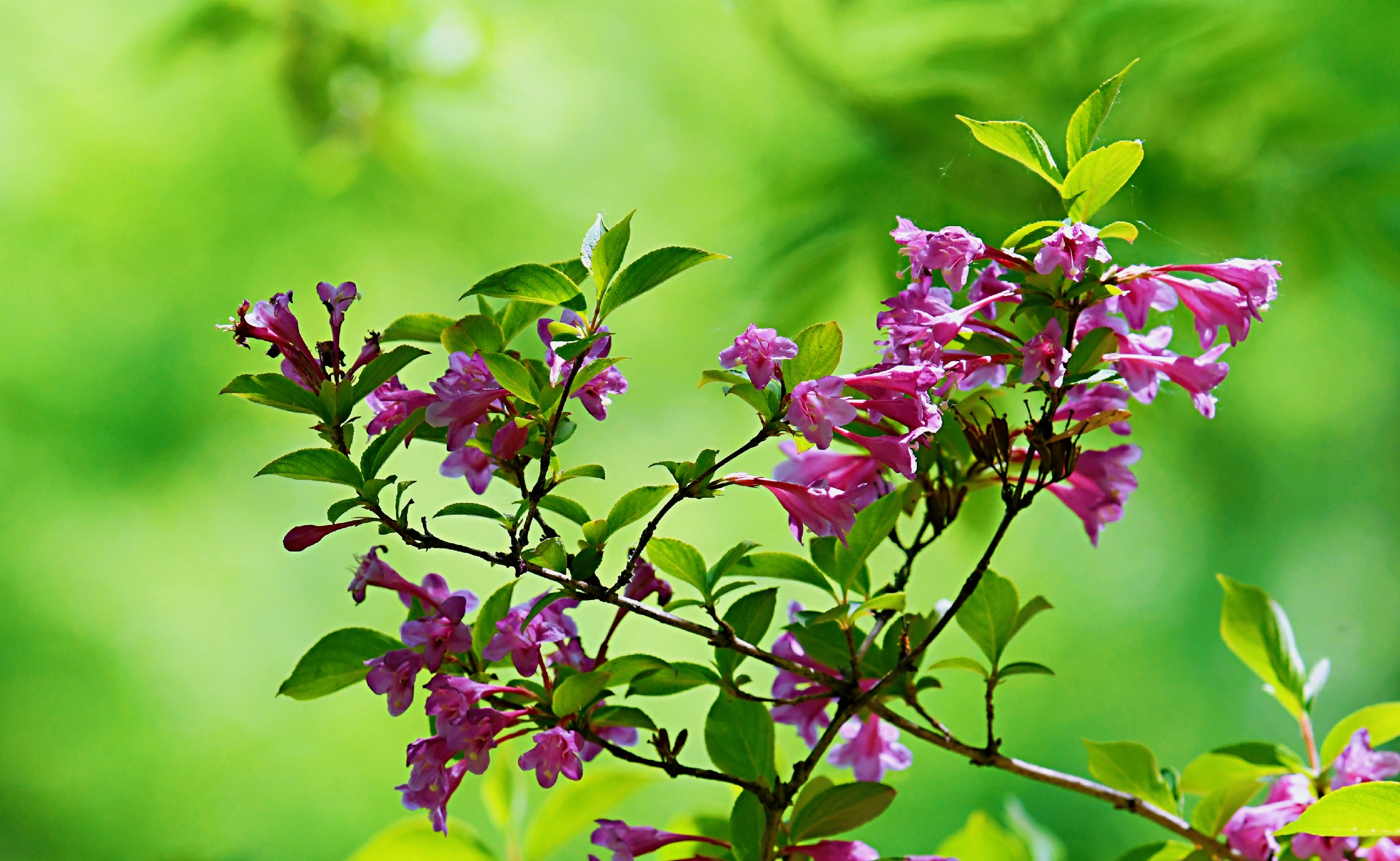 锦带花发芽图片