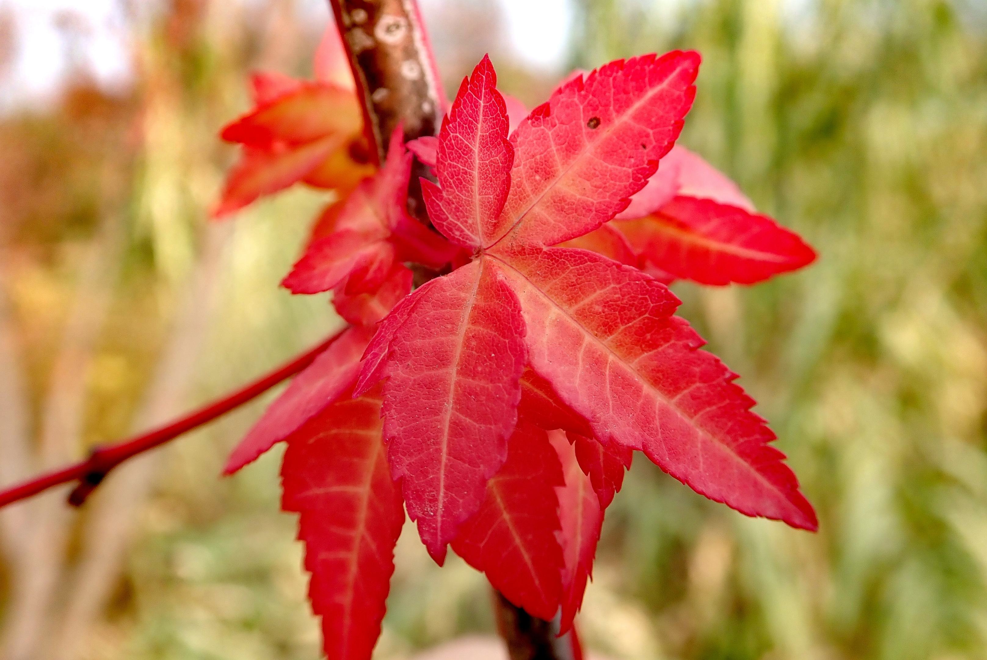首发初冬的一抹红