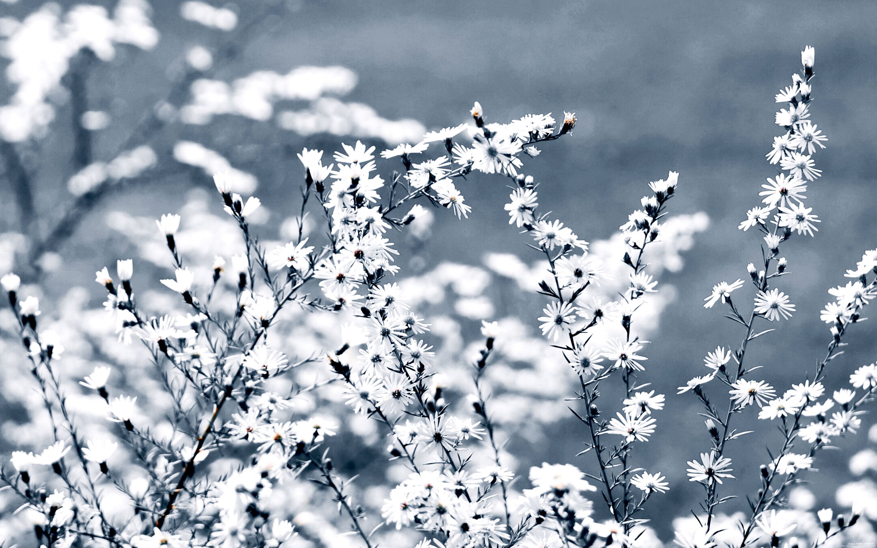 首发清新淡雅的柳叶白菀花