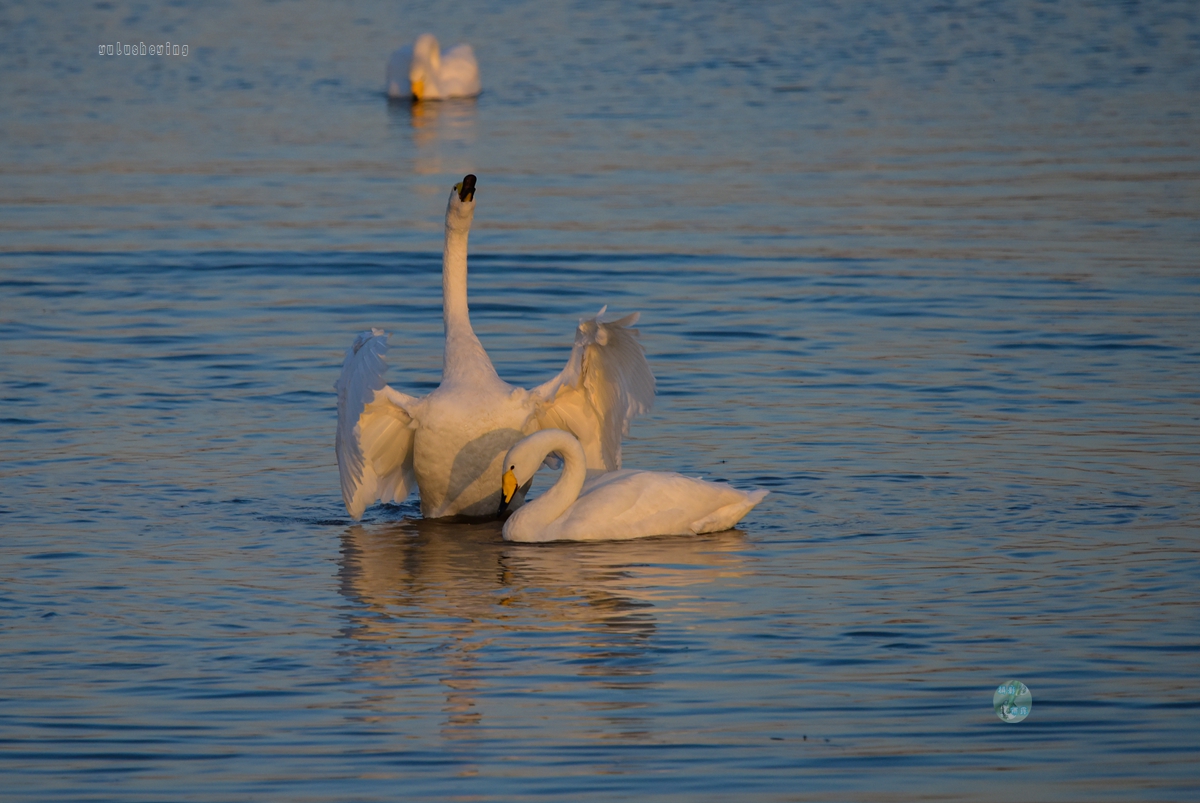 2017年11和12月我去了2次三门峡天鹅湖,我们下了车,前往天鹅的