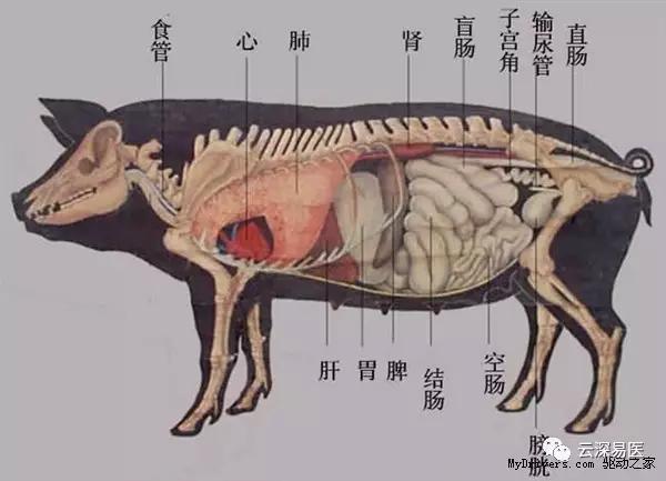 爬行类动物的运动器官图片
