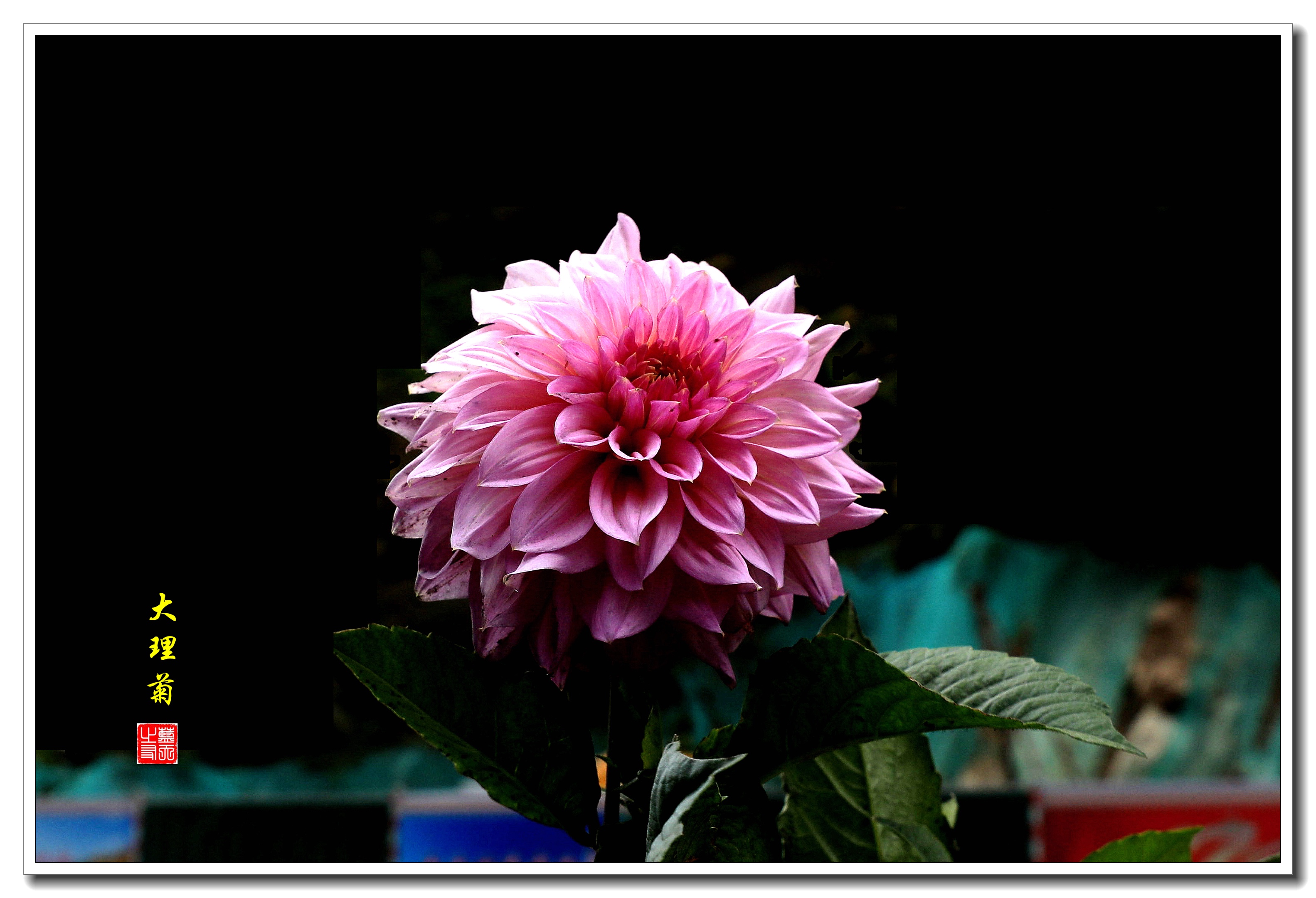 【首发】美丽的大理菊