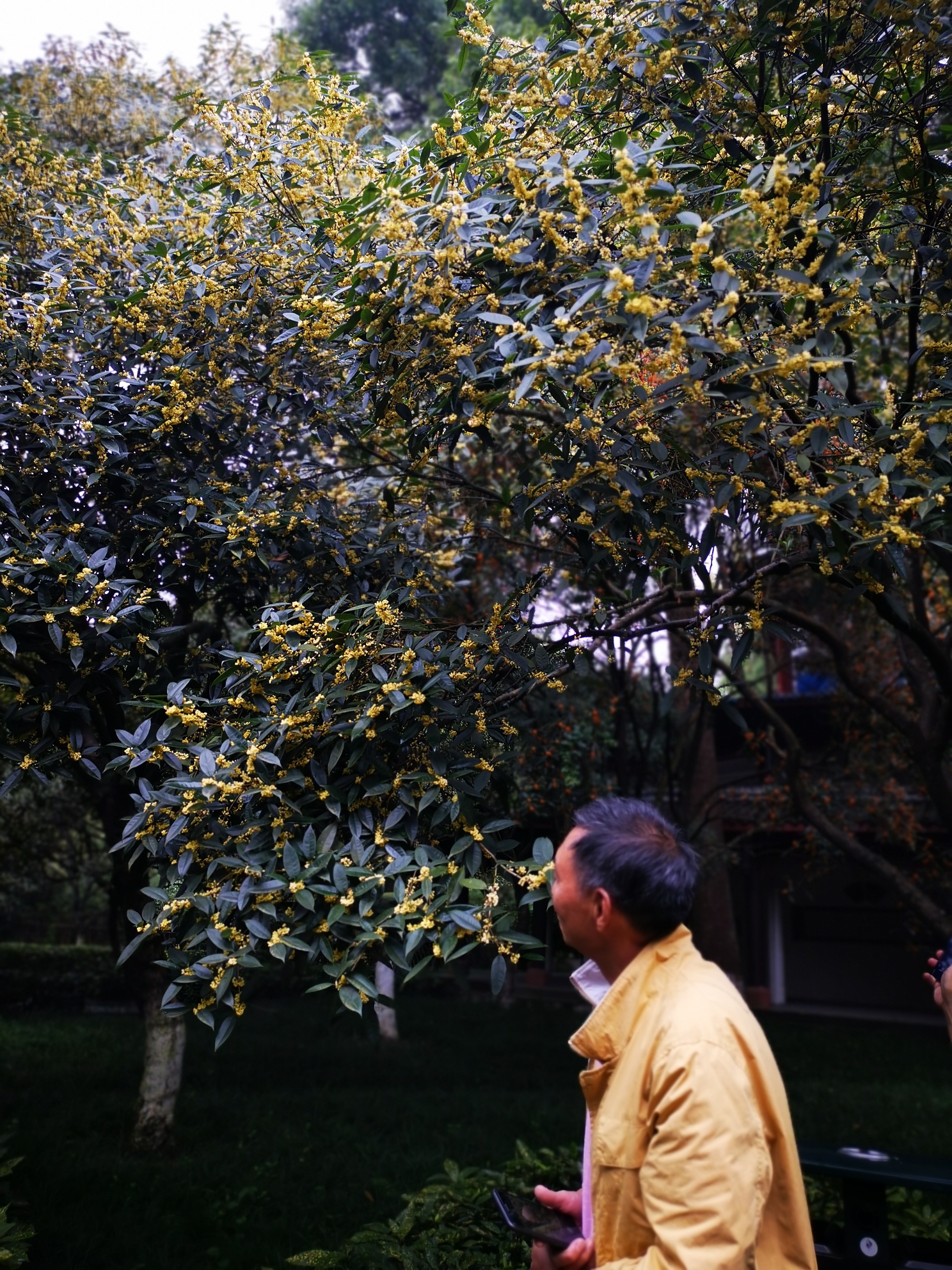 新都桂湖赏桂花