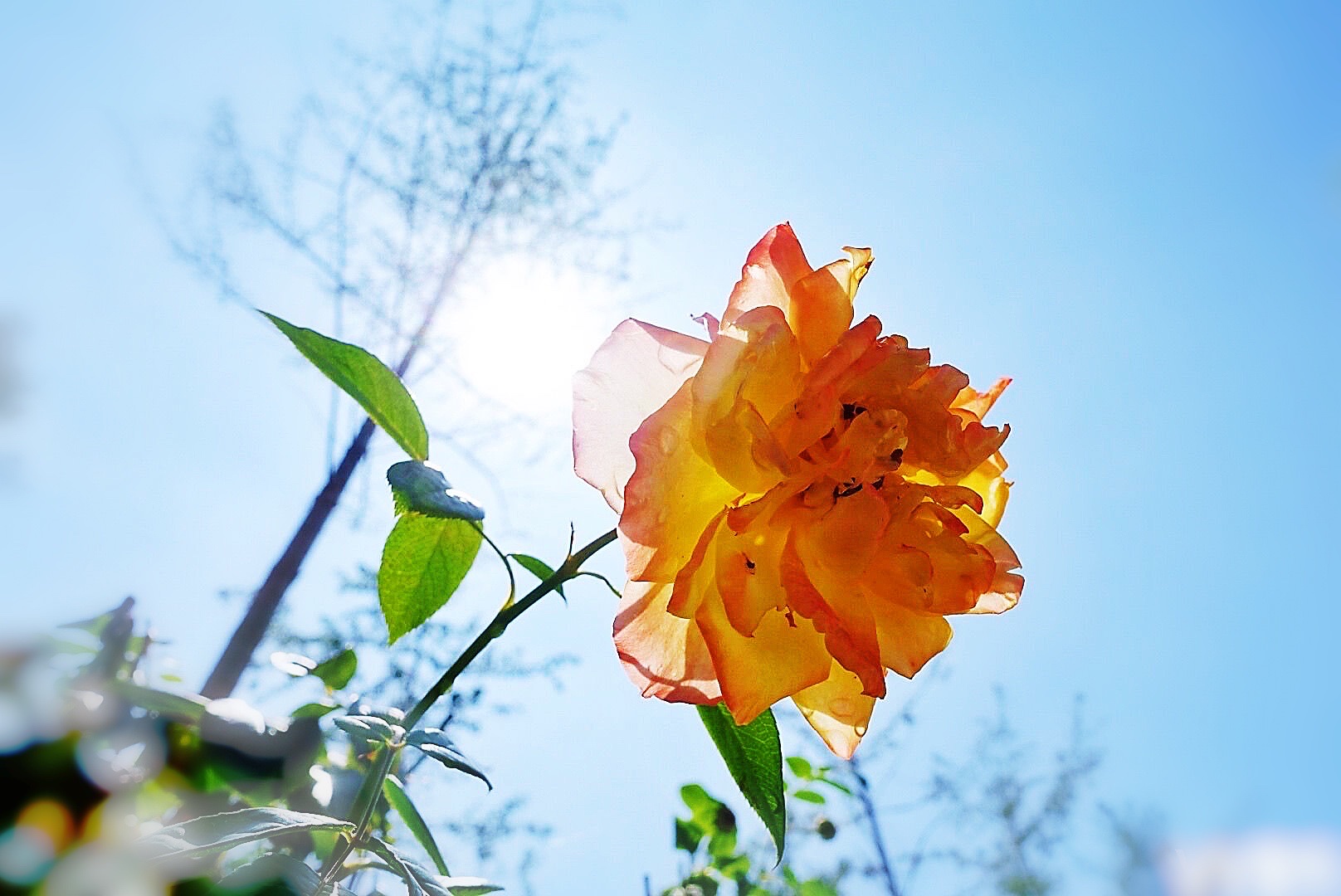 阳光下绽放的花朵图片