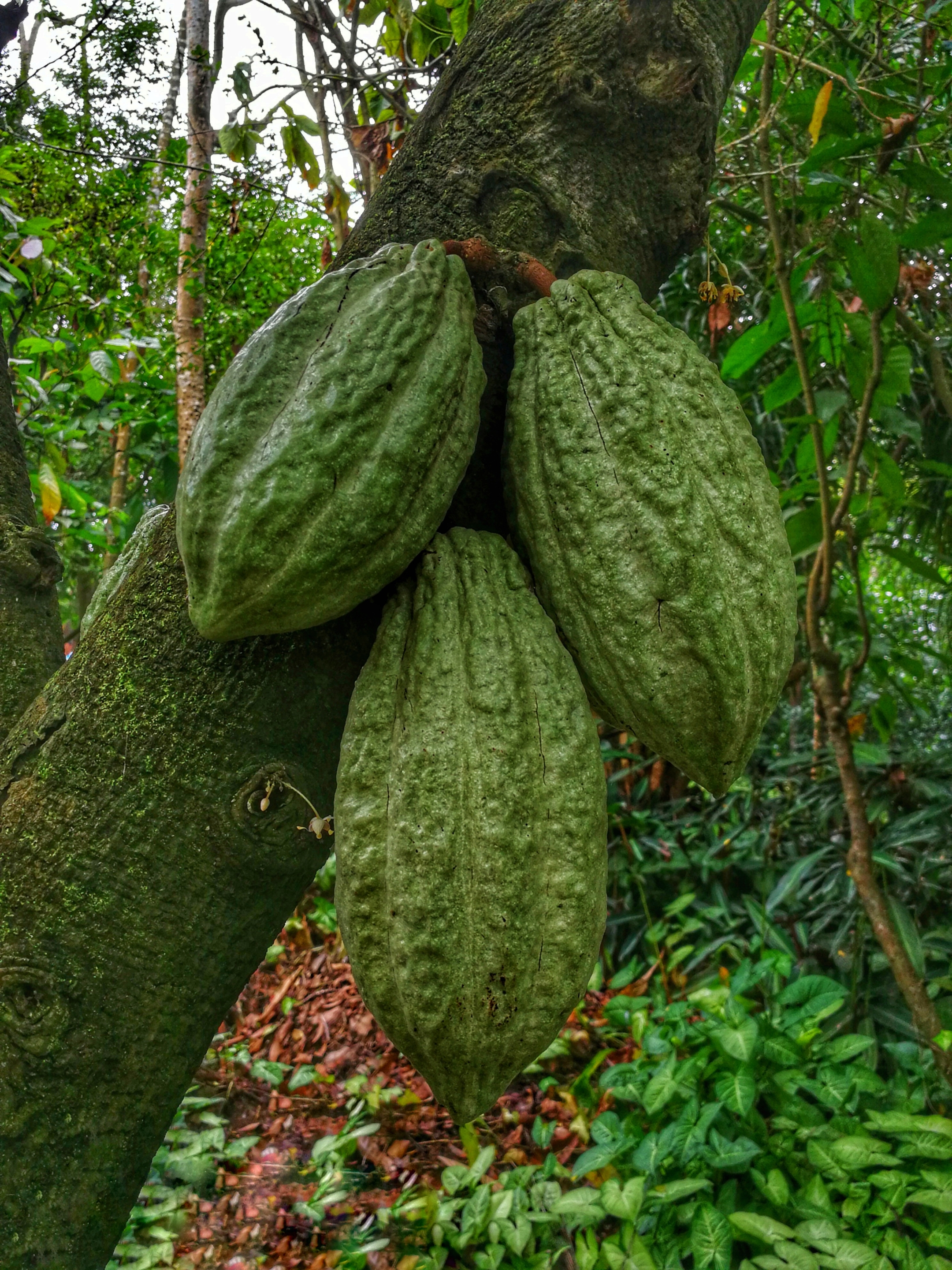 硕果累累可可树