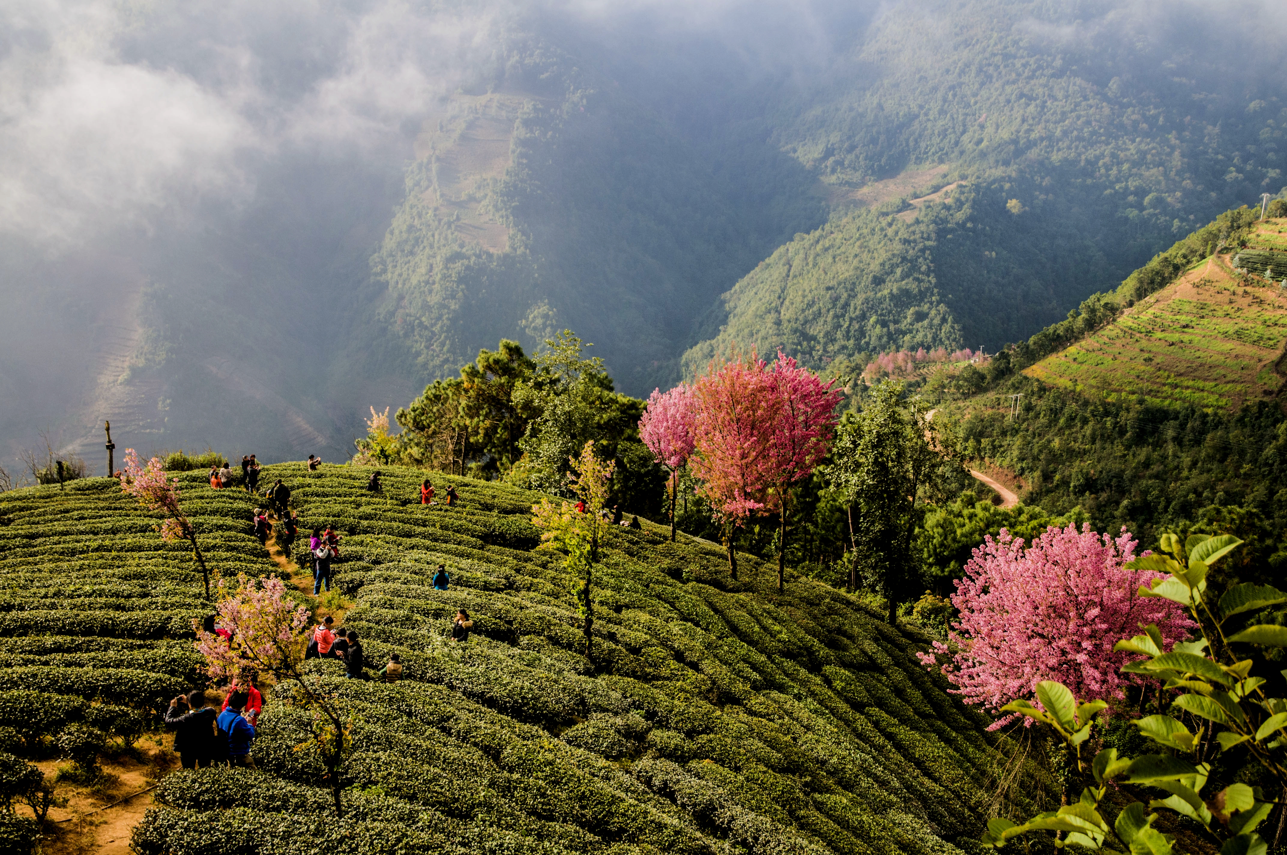 南涧樱花谷.层层绿色的茶山,点缀着粉红的冬樱花.
