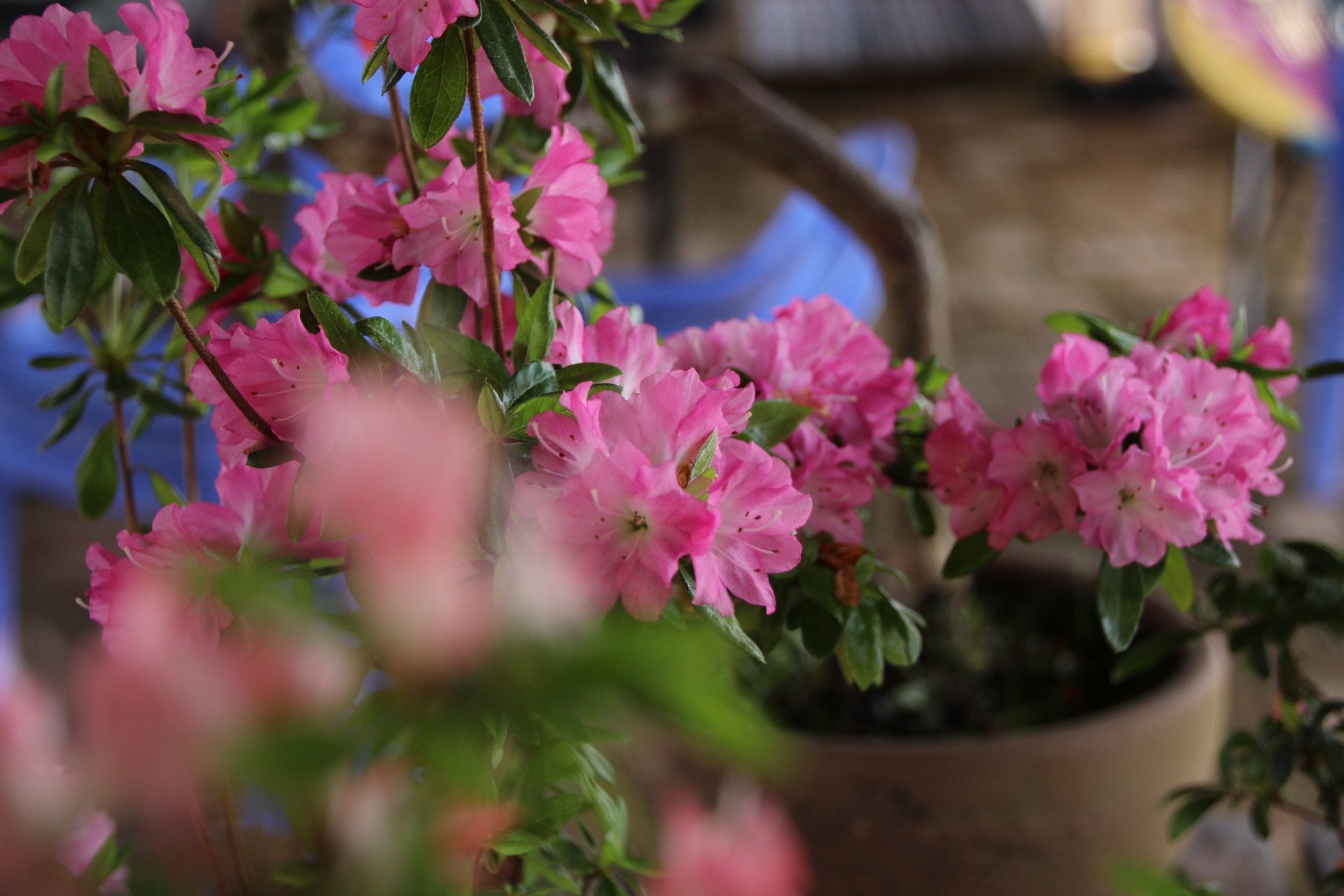 漳平永福杜鹃花盛开芬芳