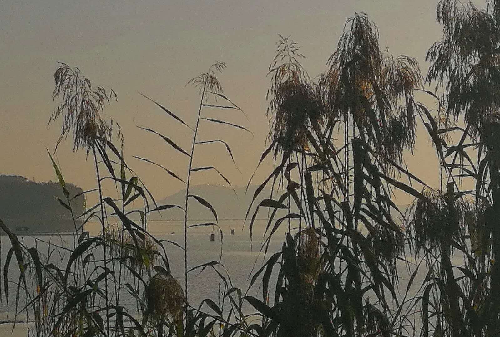 芦花残荷悲秋图