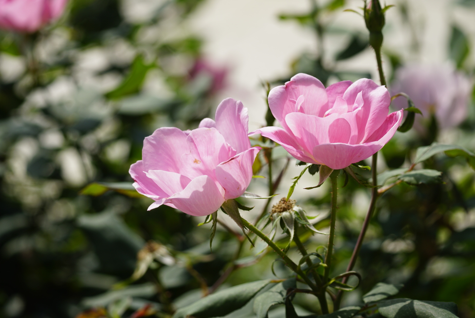 单瓣儿月季很灵秀