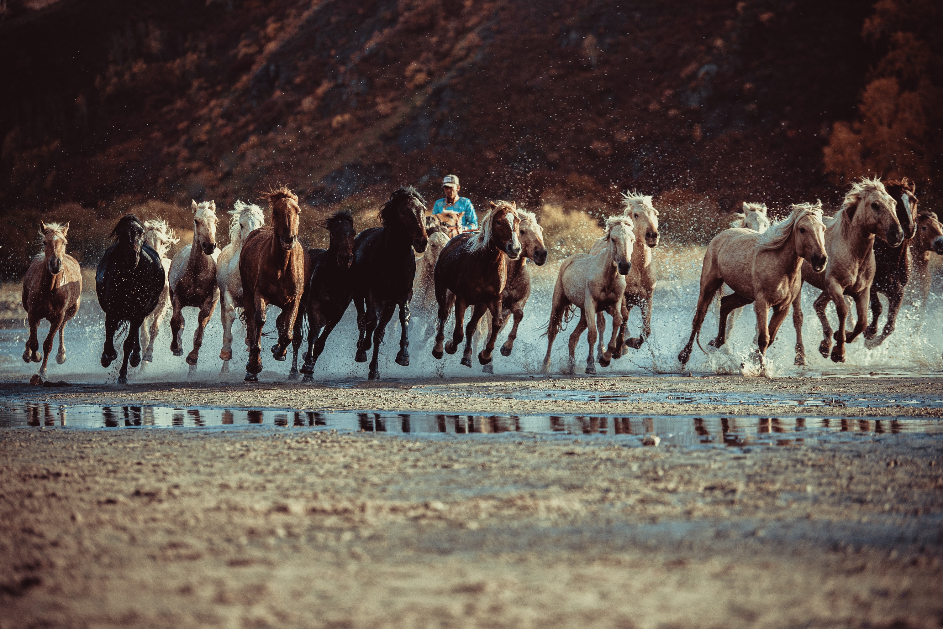 《骏马奔驰》摄影:春晓