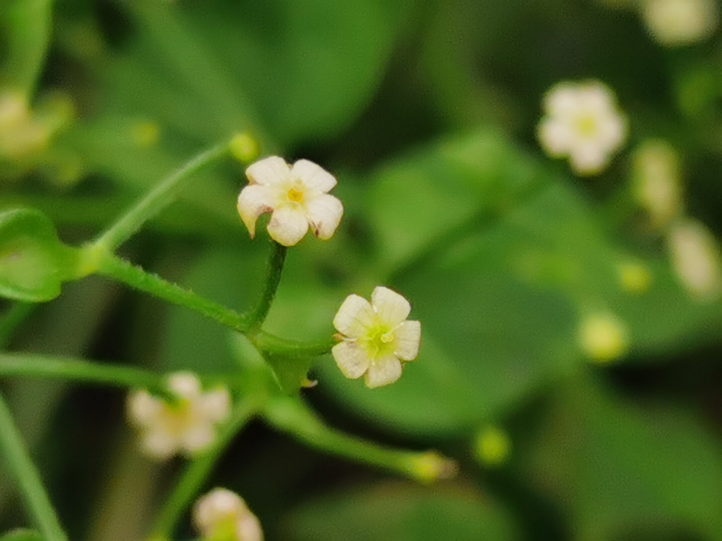 原创首发初遇茜草宁静向暖