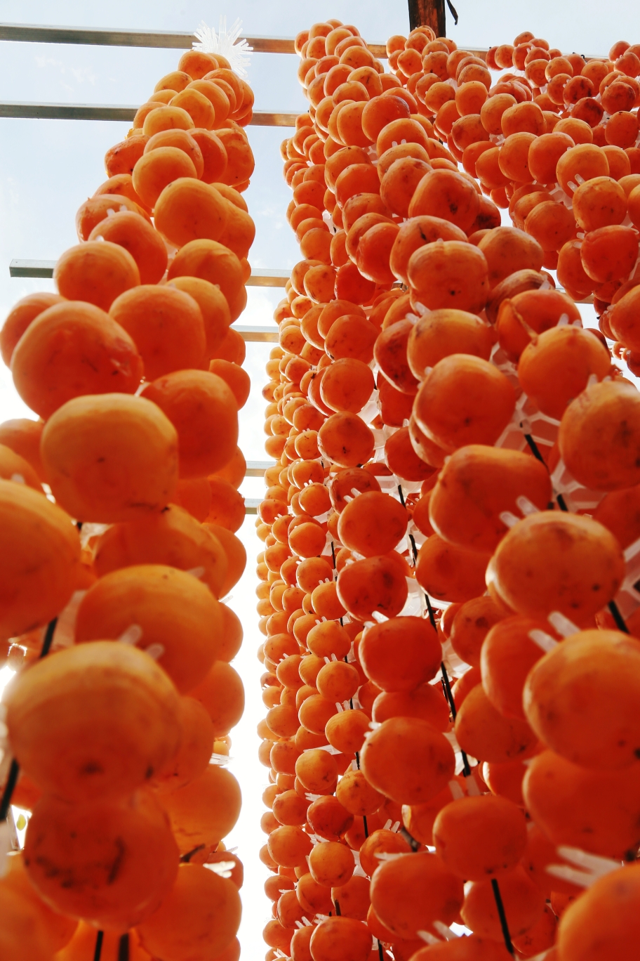 柿子红了挂满天