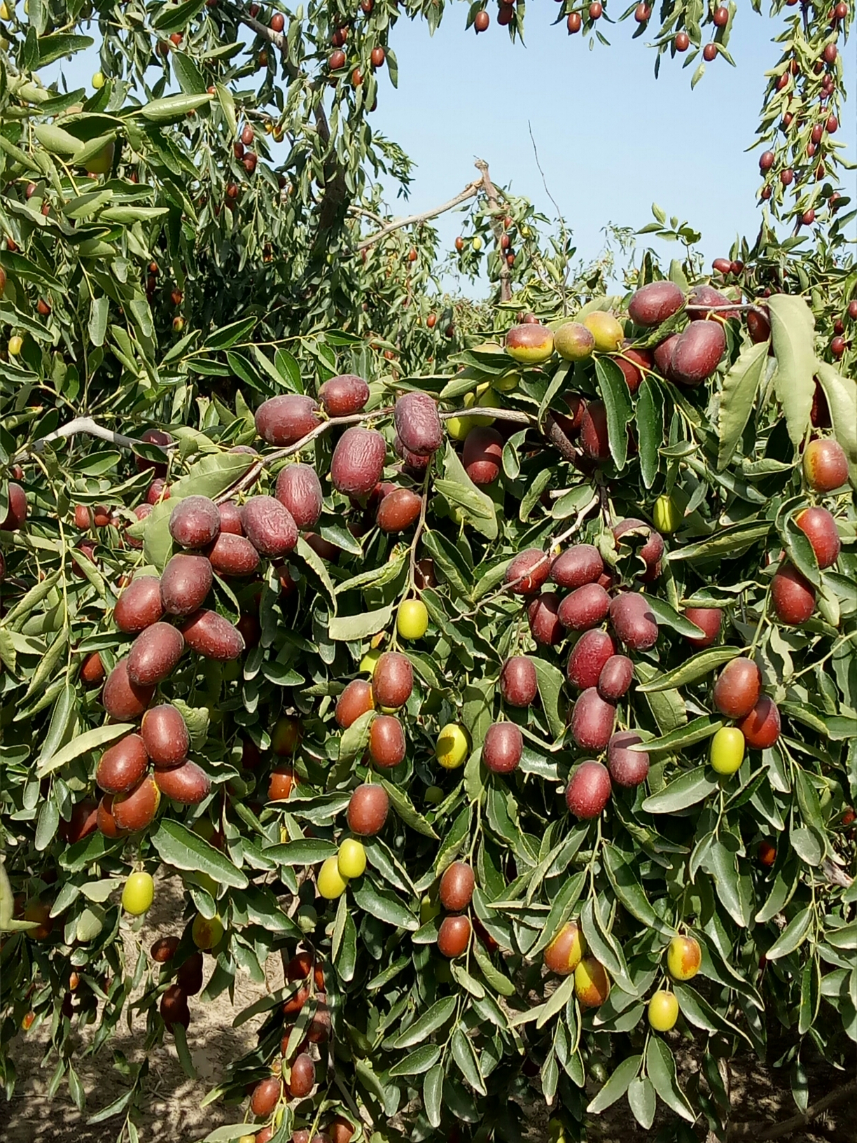 塔里木,我的枣儿红了