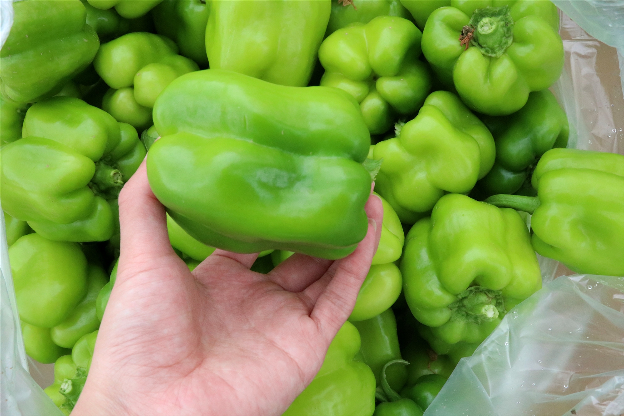 3,增加食欲,帮助消化: 辣椒强烈的香辣味能刺激唾液和胃液的分泌,增加