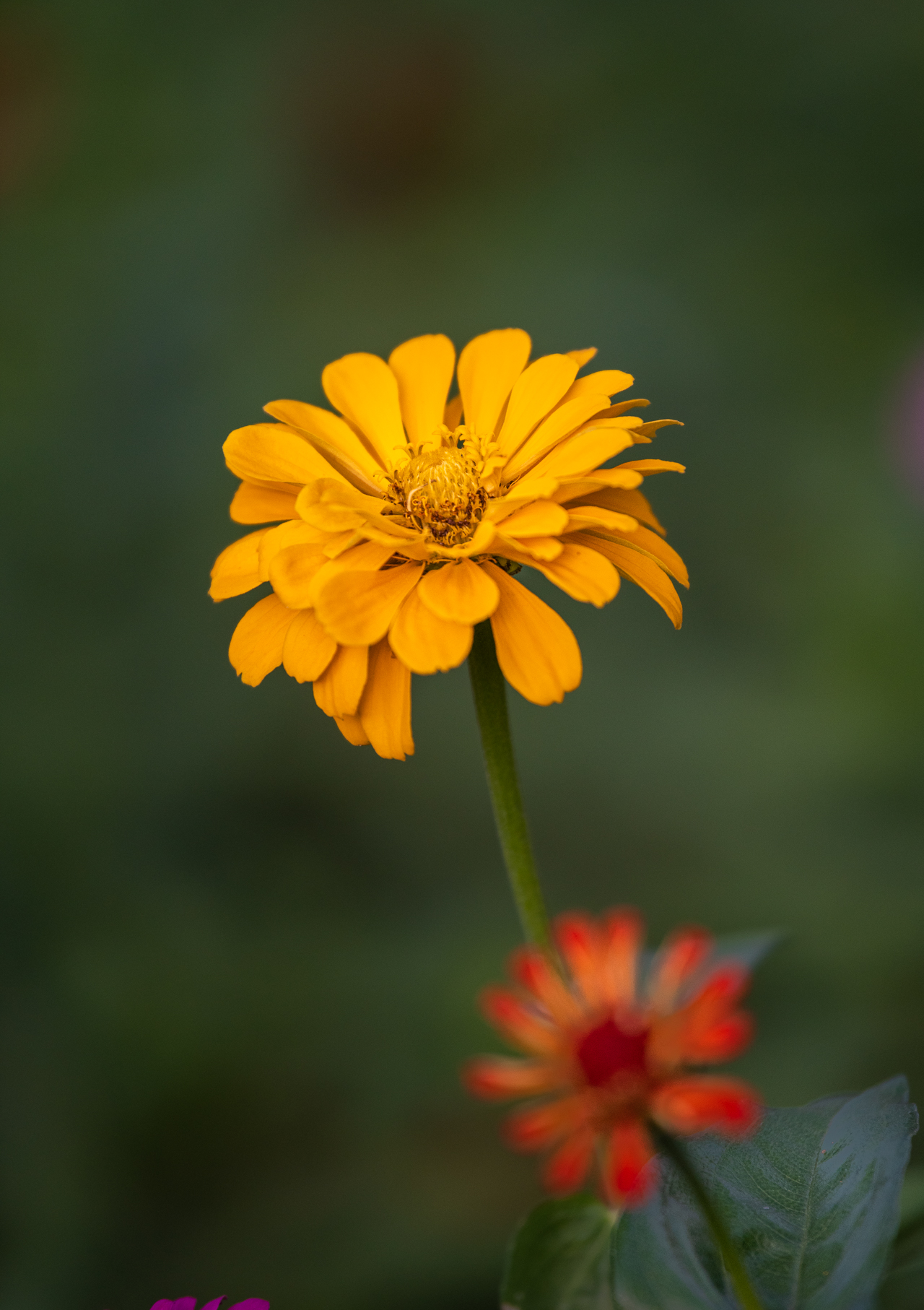 秋日小菊正芬芳