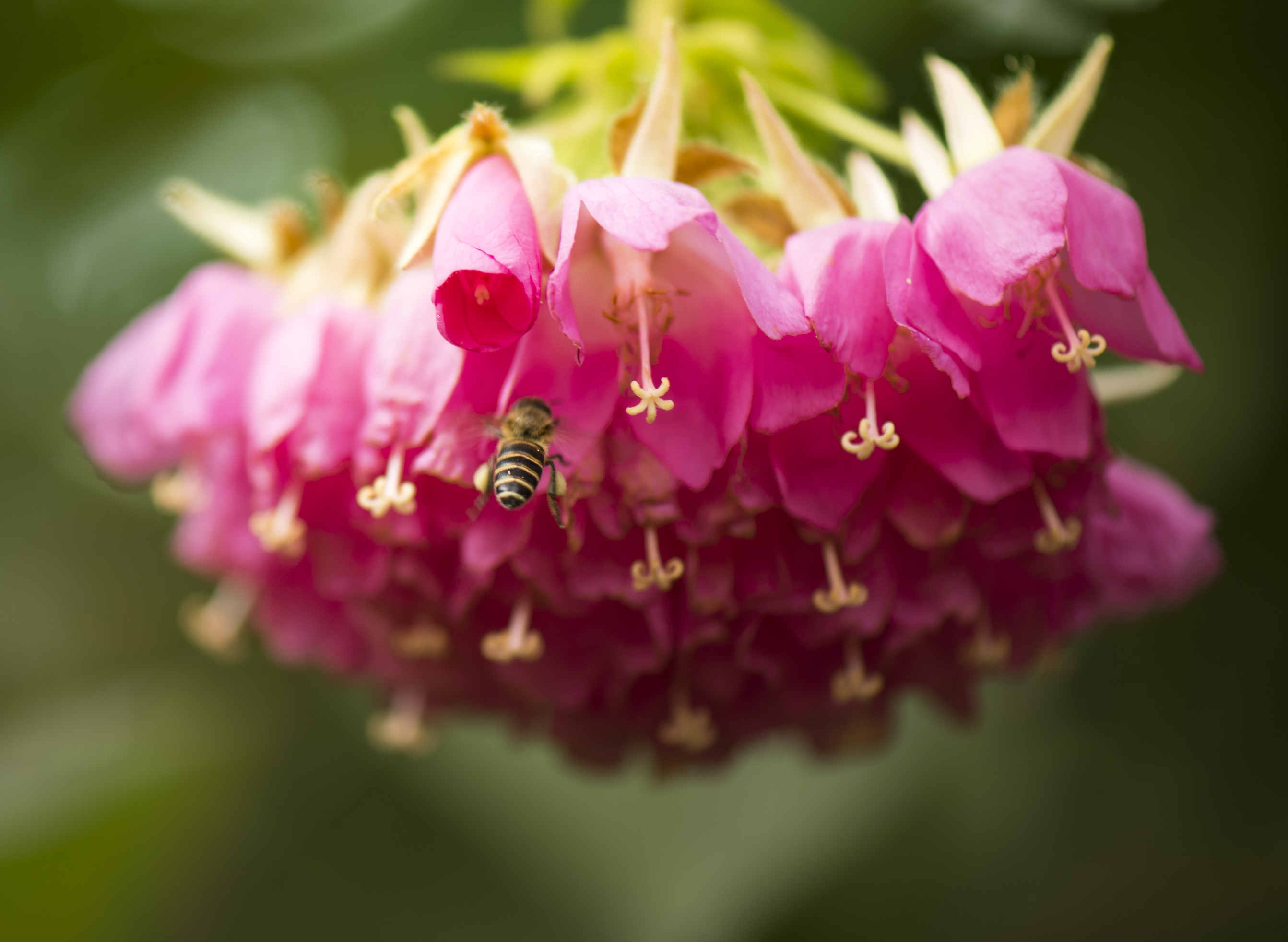非洲芙蓉花【首发】