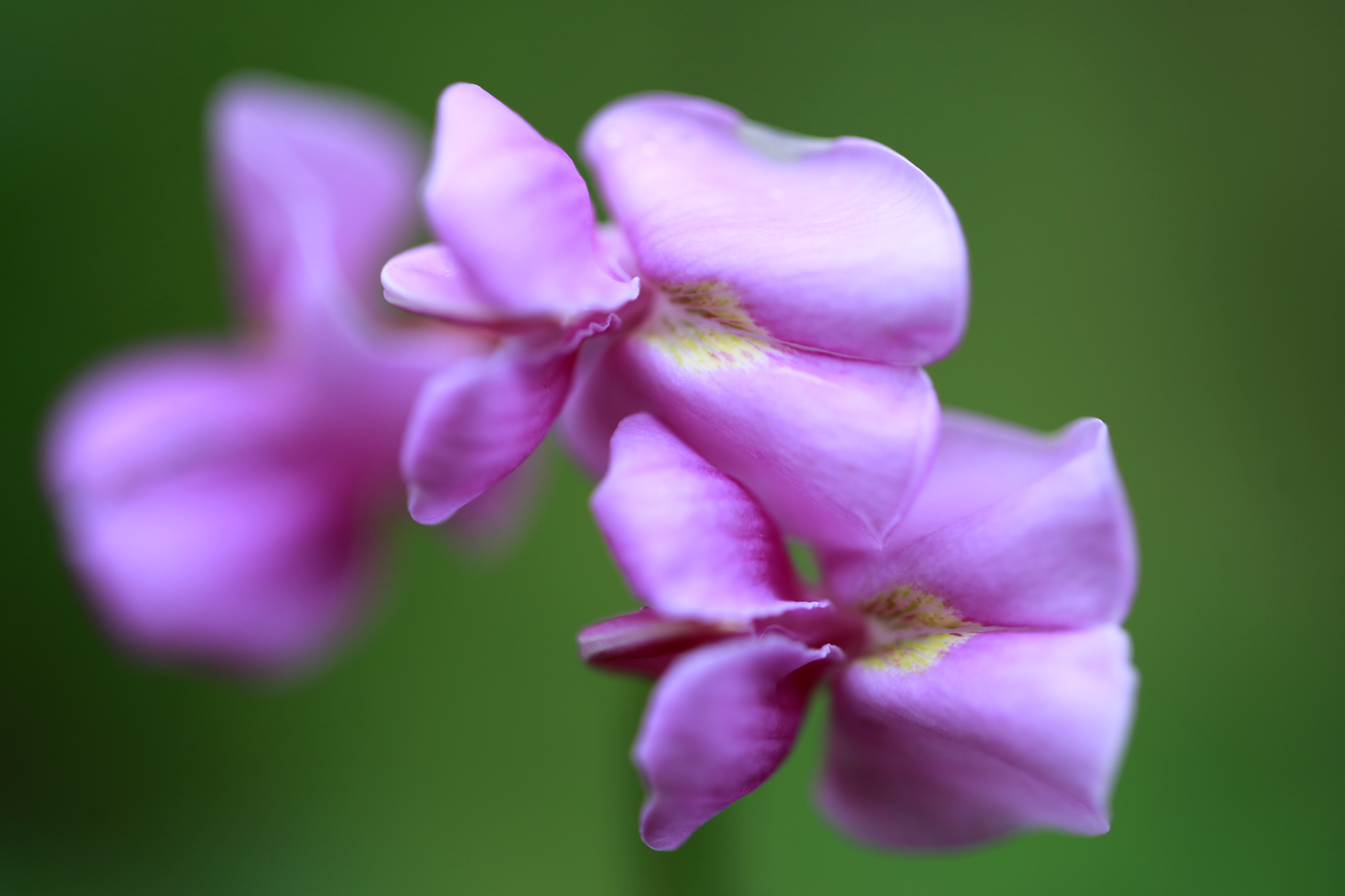 开紫色花的槐树图片
