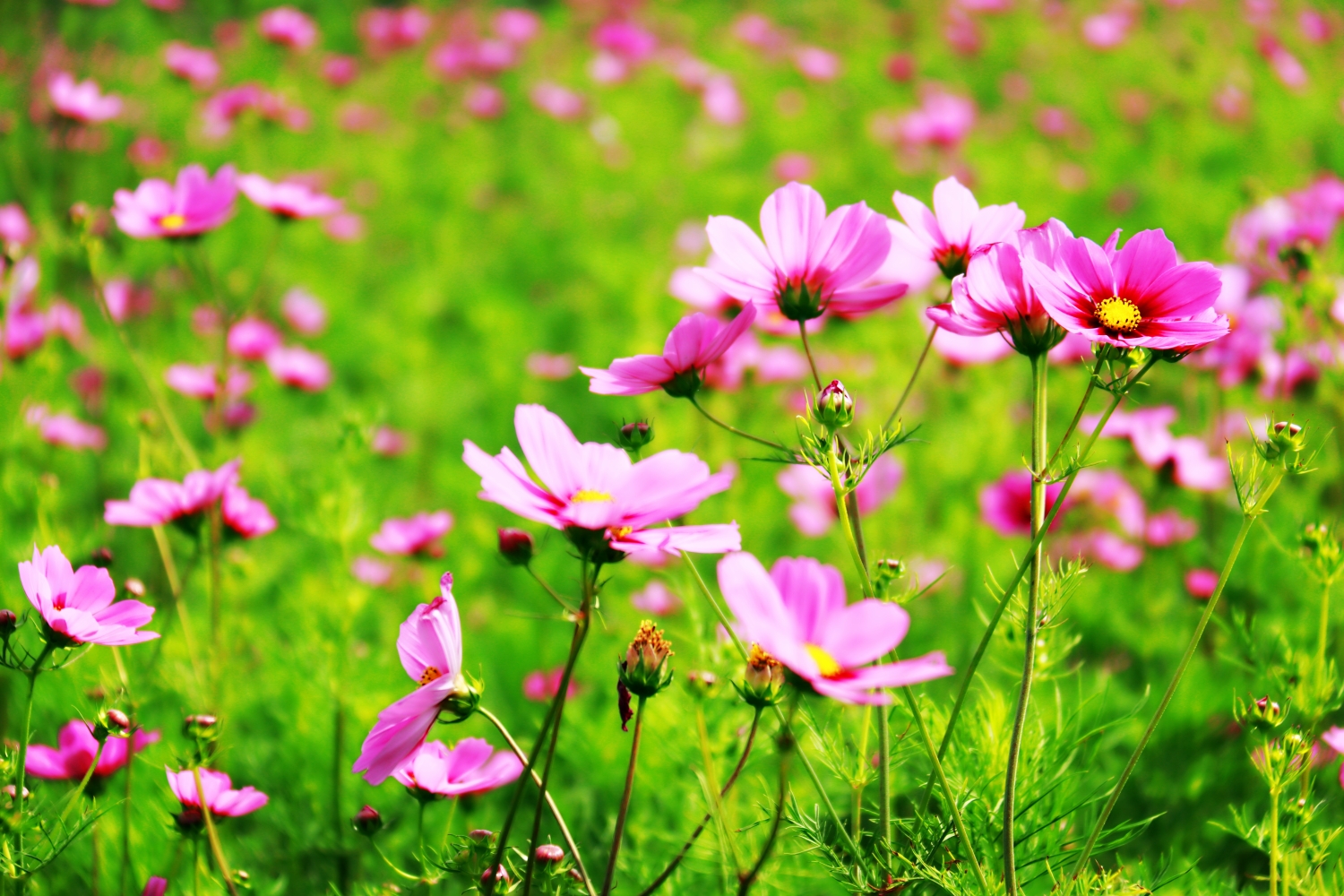 甘山果香 浪漫花海