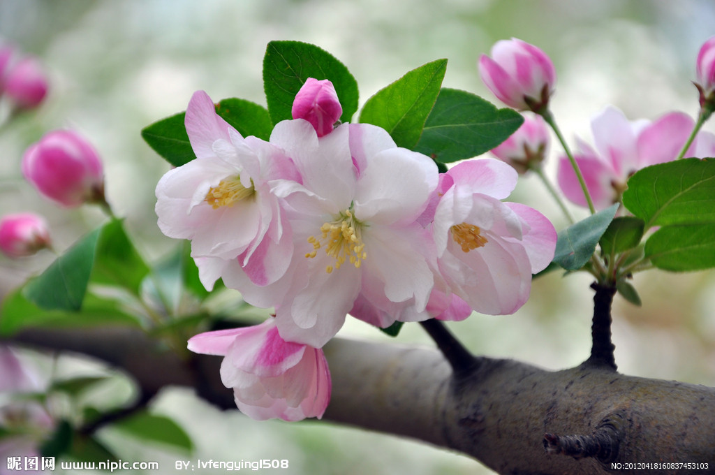 海棠花的种类图片图片