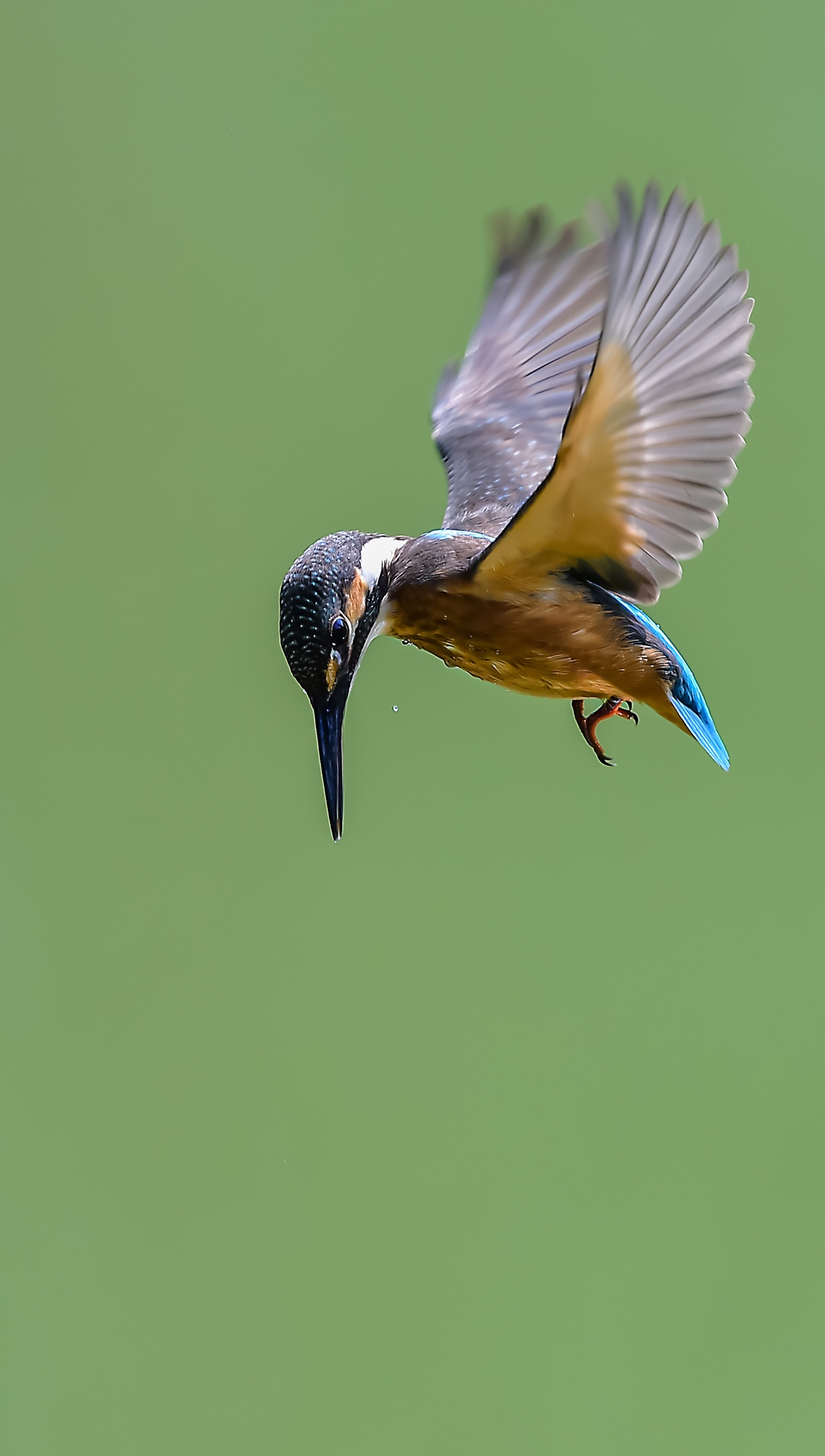 萌萌可爱的小翠鸟