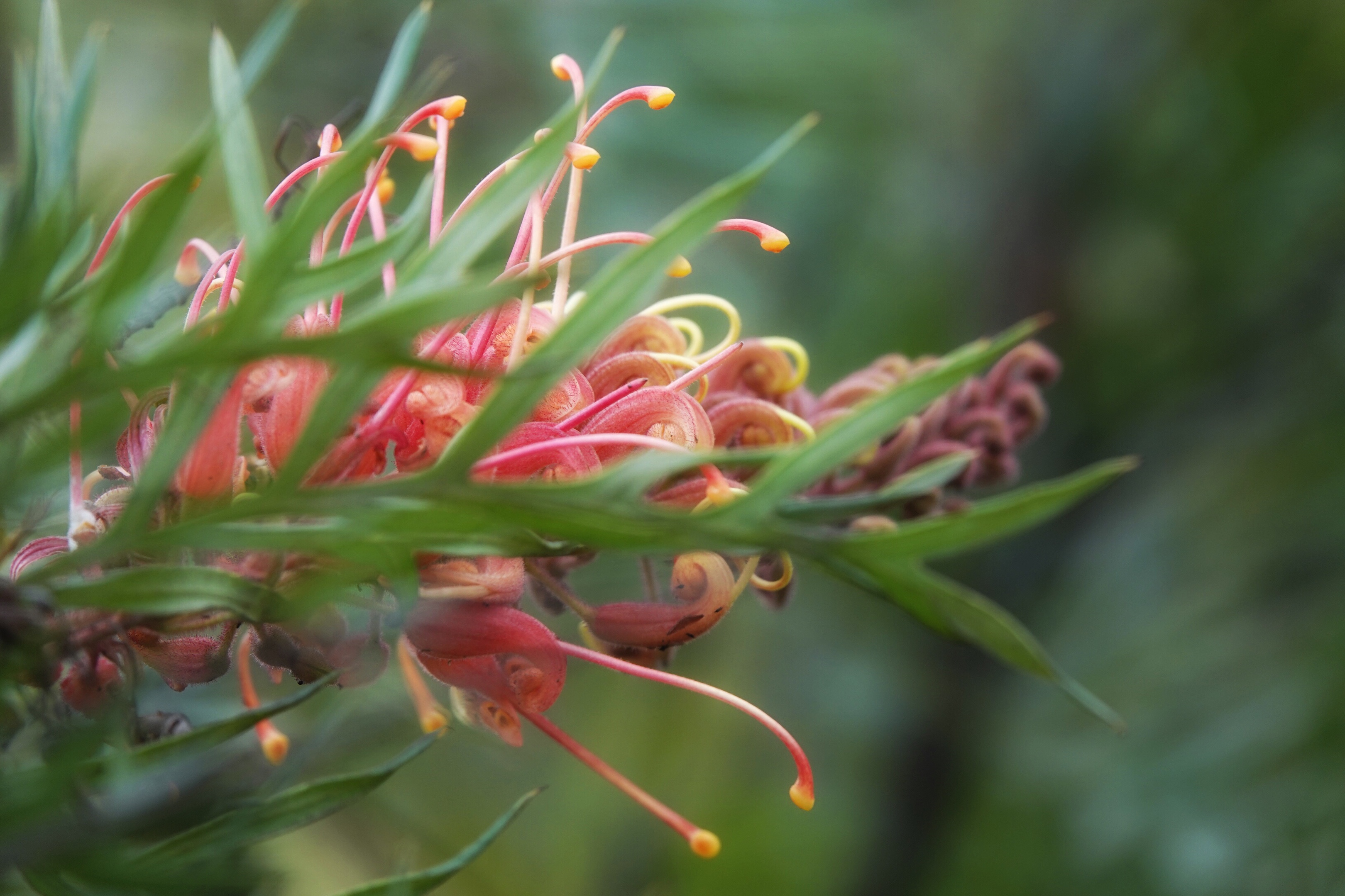 【首发】飘逸的红花银桦