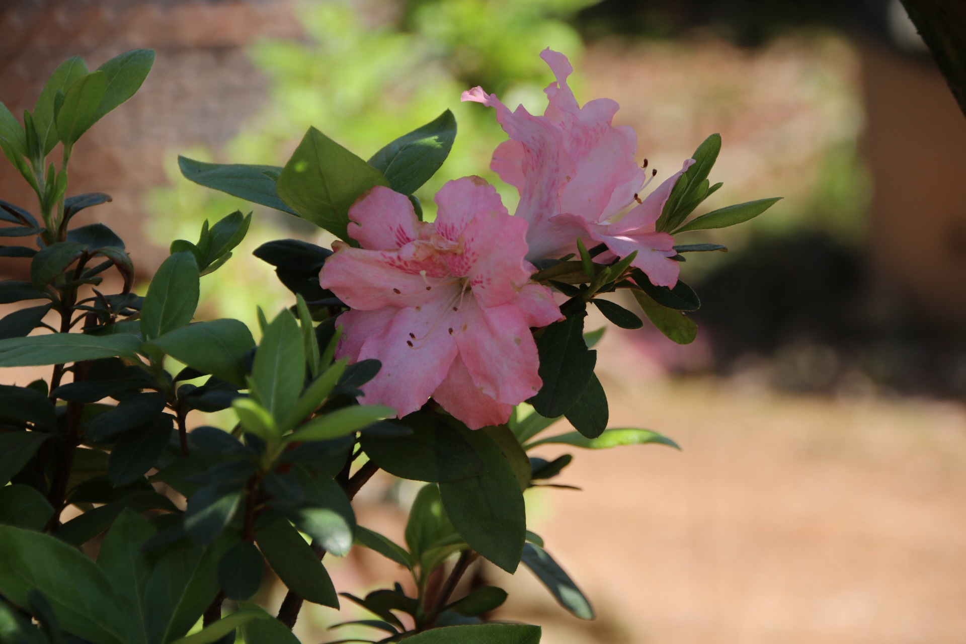 漳平永福杜鹃花盛开芬芳