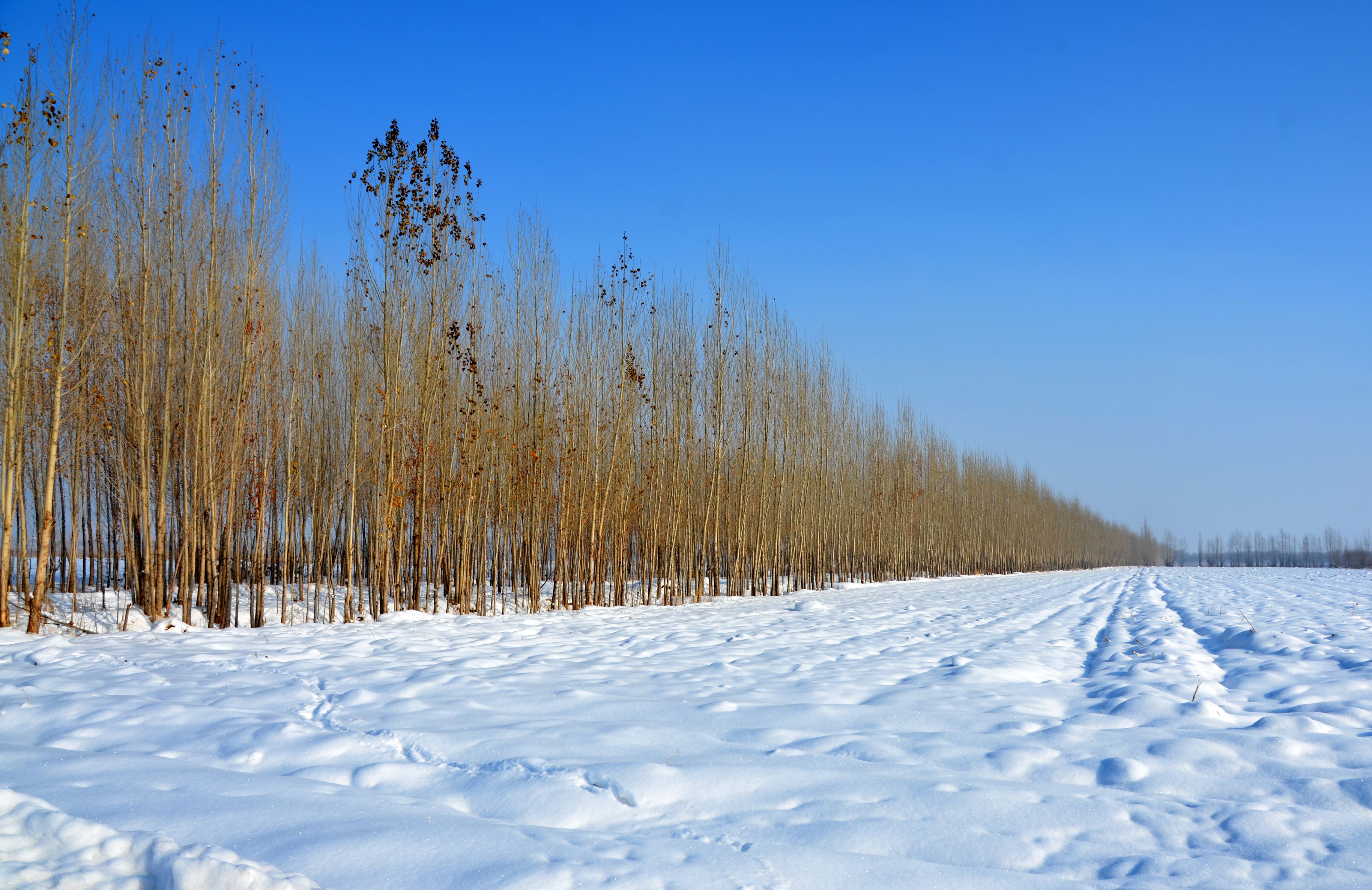 我爱你塞北的雪新疆石河子雪景欣赏