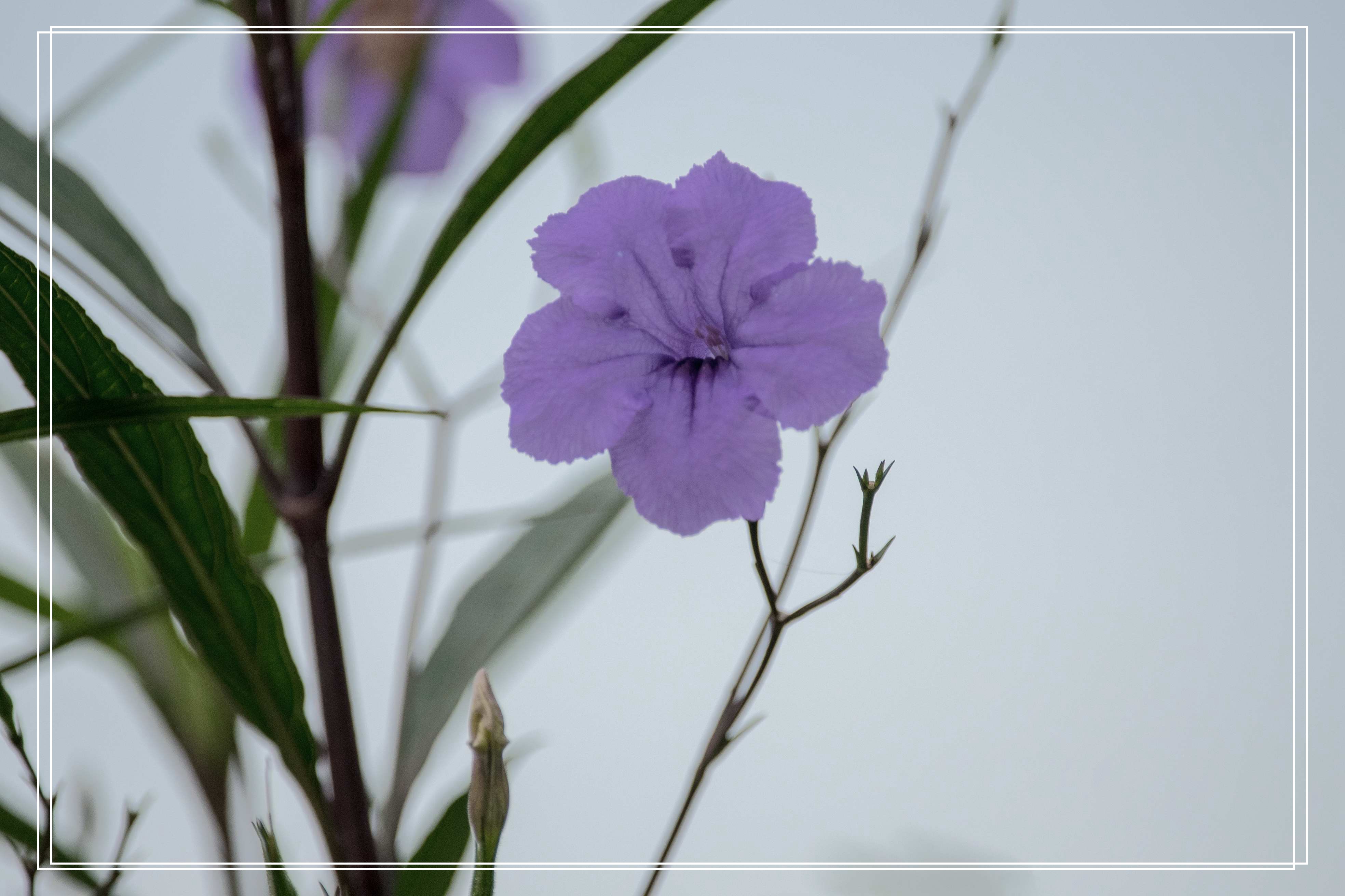 清新淡雅蓝花草