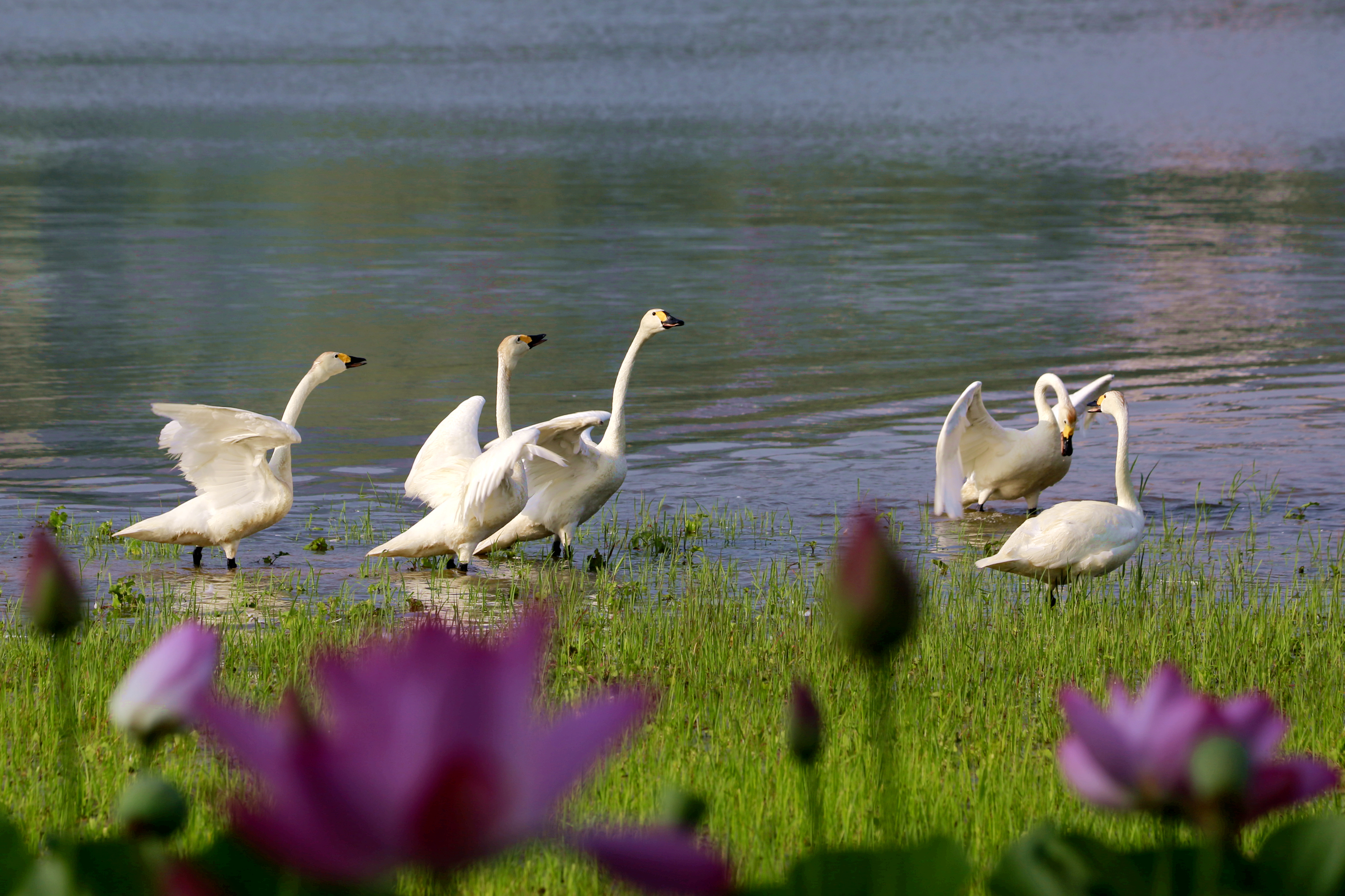天鹅高雅荷花洁