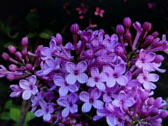 《丁香花》