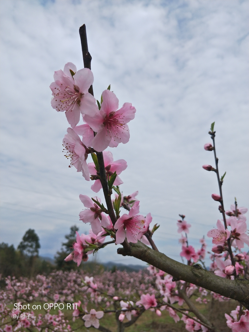 你像三月桃花開