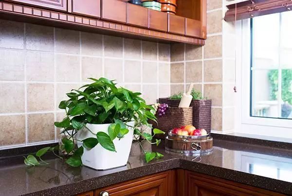 花盆到是一摞一摞 常常因为工作 旺盛的花草在干渴中枯萎 庆幸 厨房里