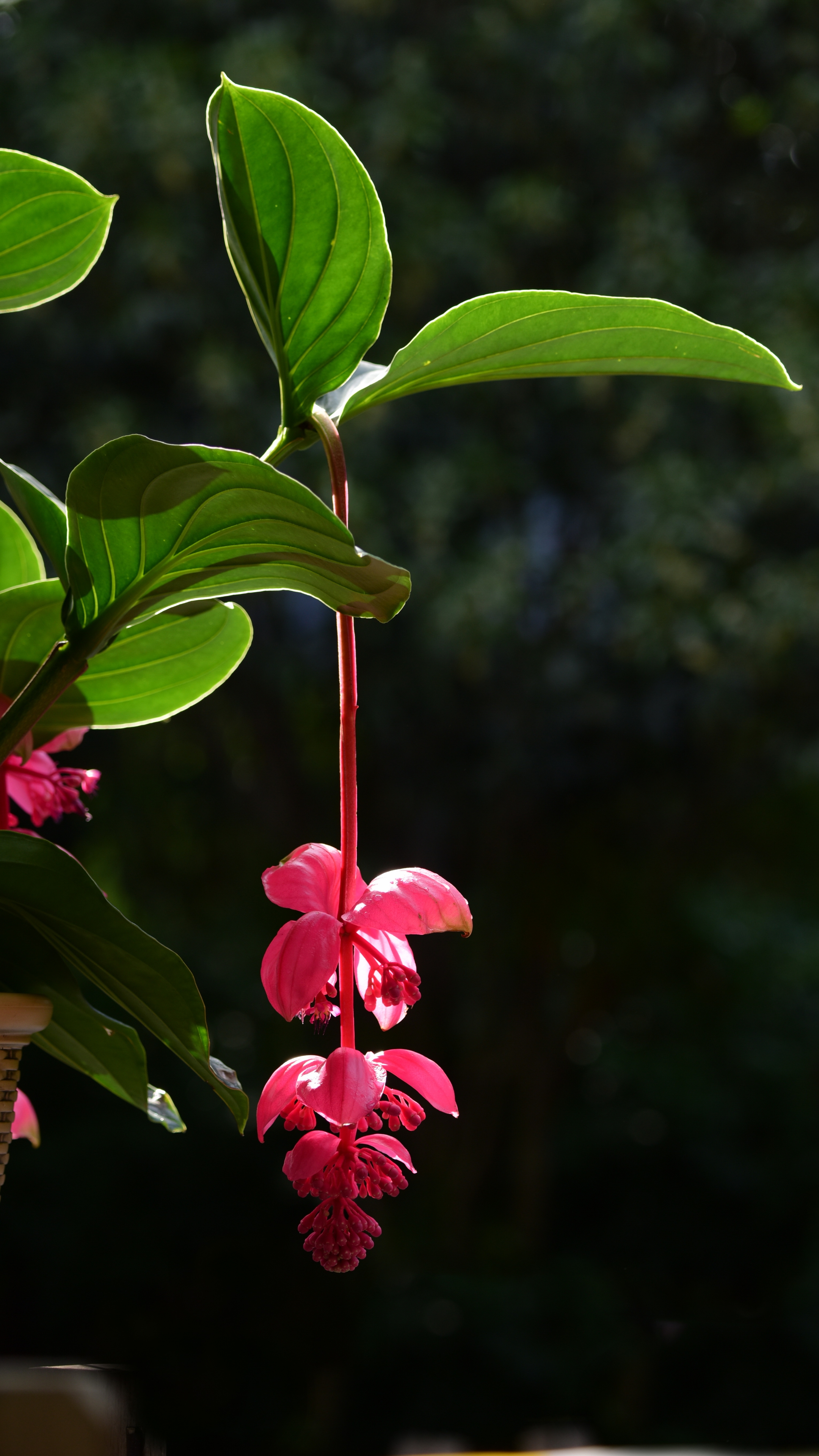 华丽热烈宝莲灯首发