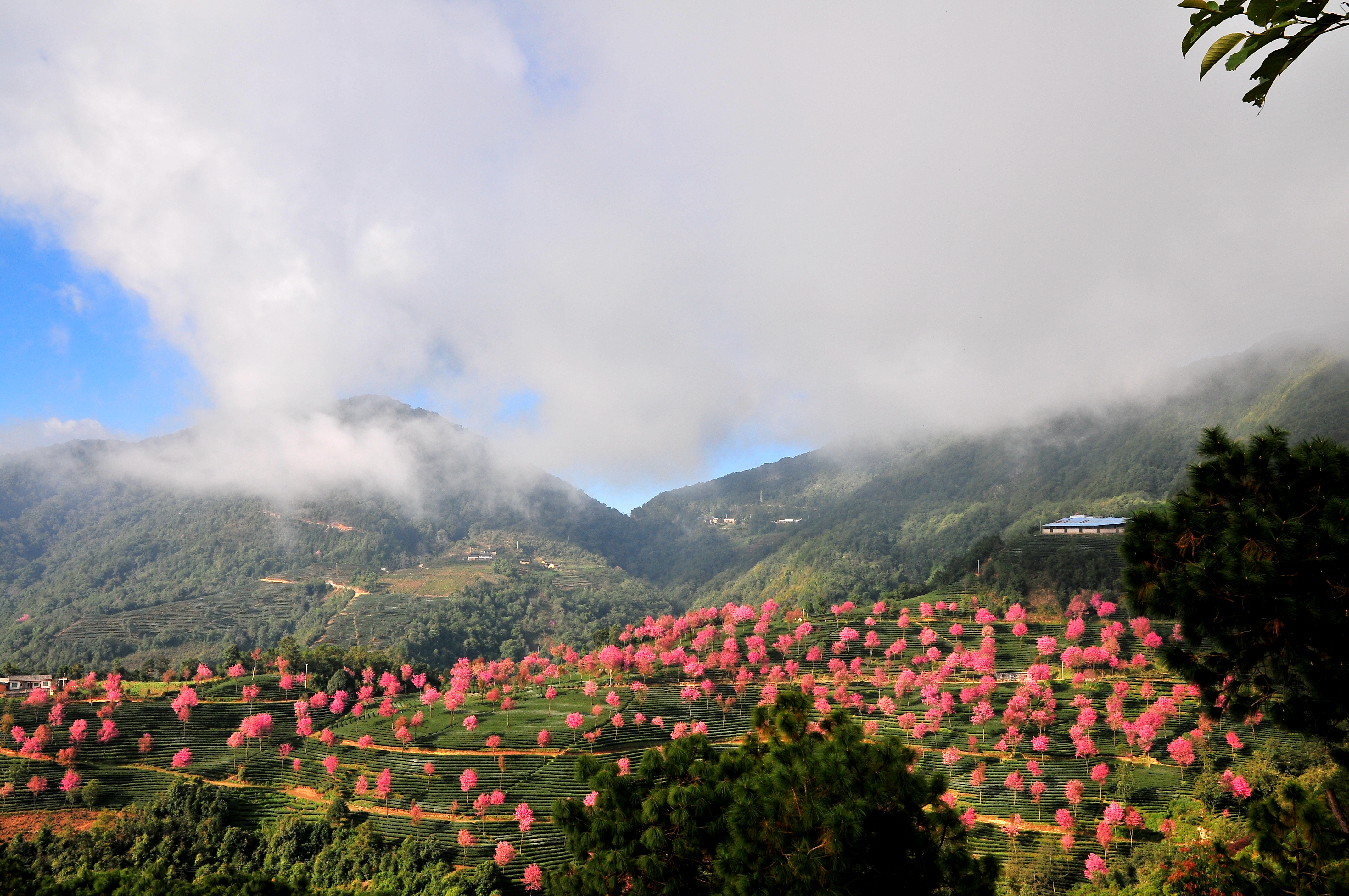 南涧樱花谷.层层绿色的茶山,点缀着粉红的冬樱花.