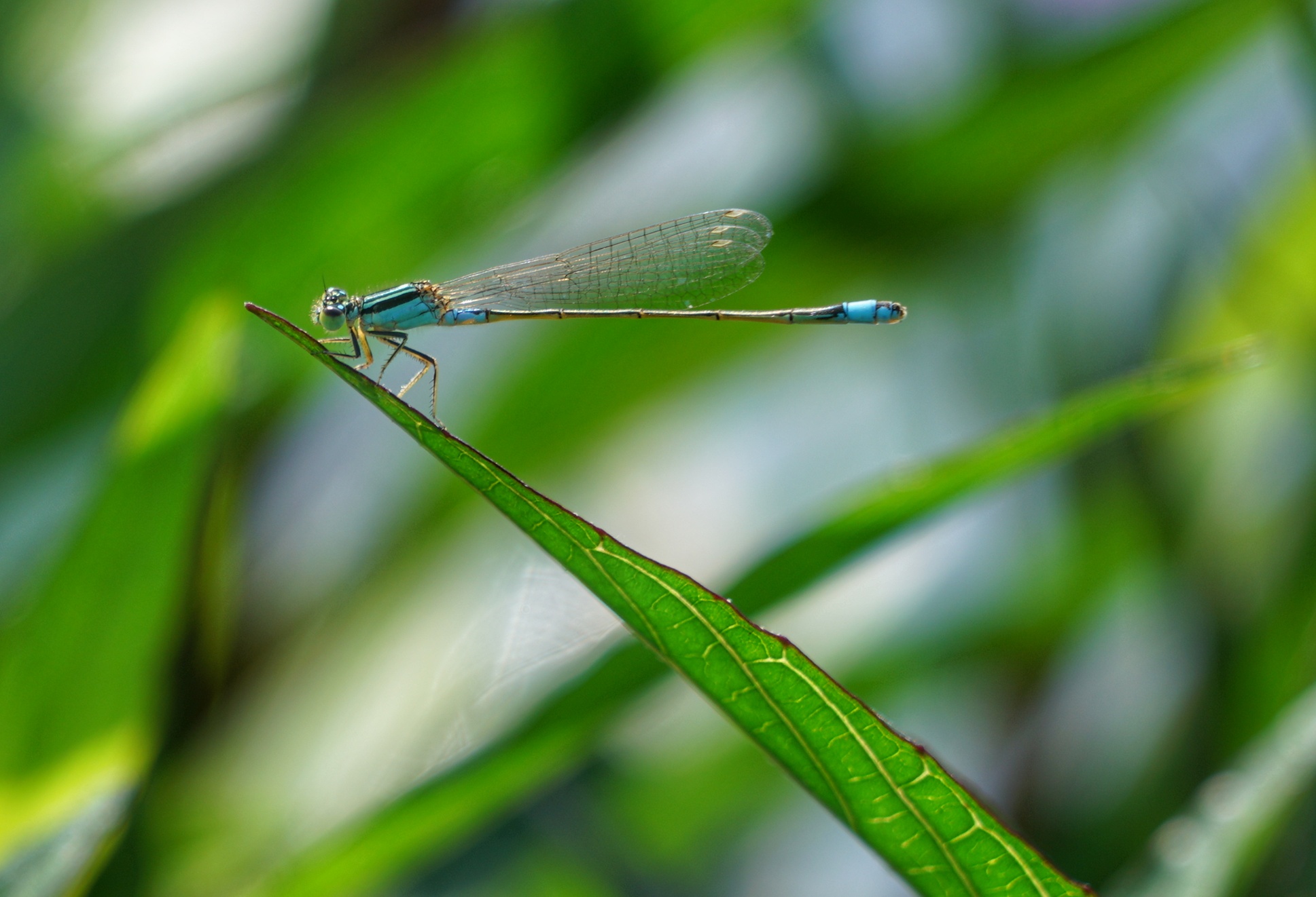 豆娘是一种颜色鲜艳的食肉昆虫,它的食物主要是体型小的蚊,蝇