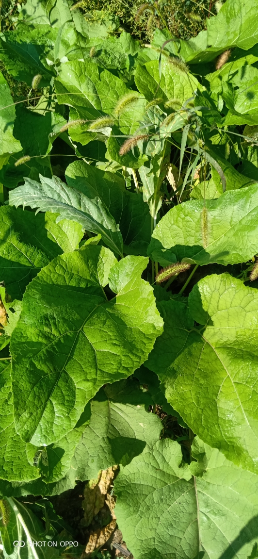 这种大叶子不知道叫什么花种