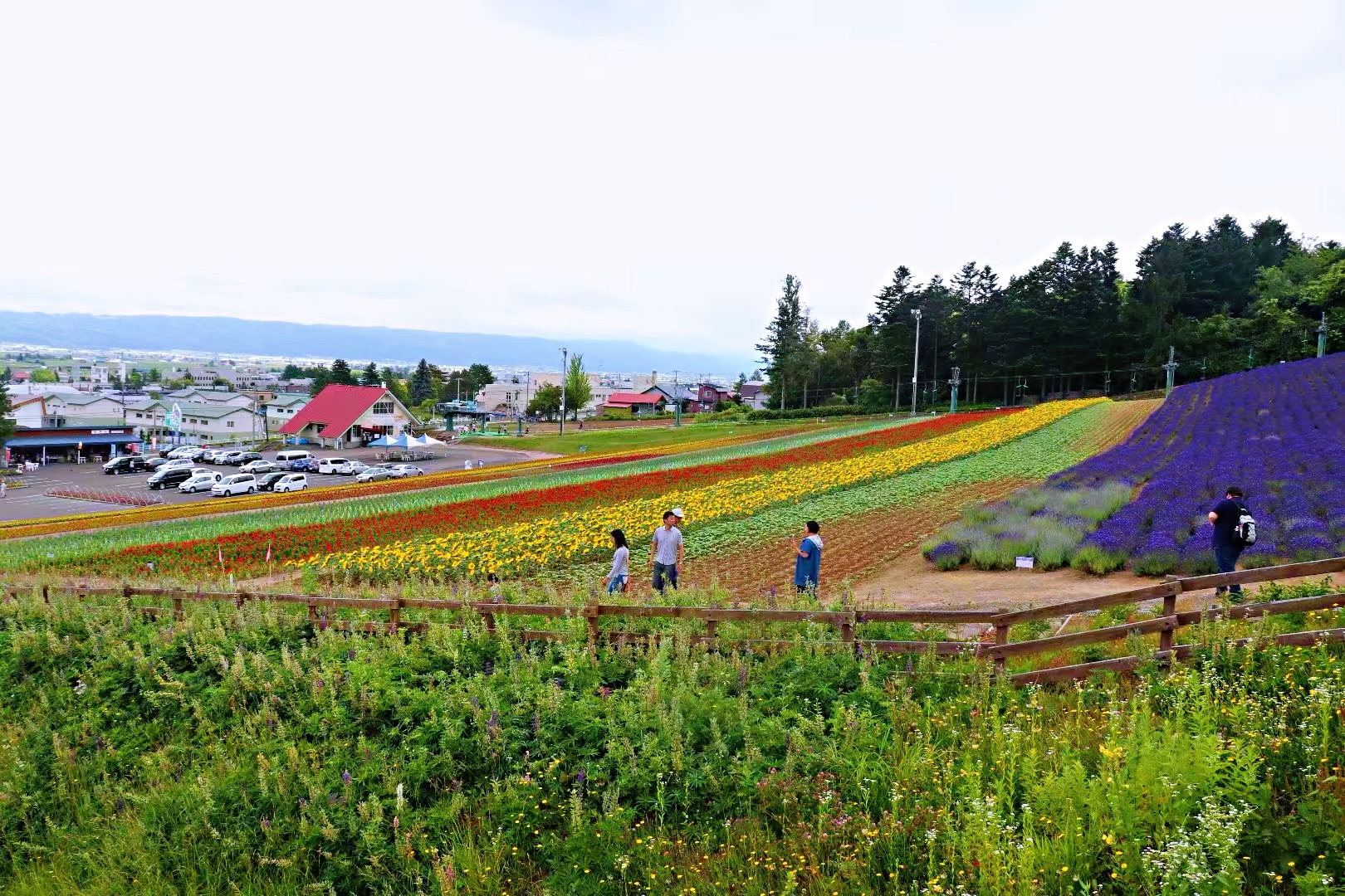 北海道富良野花海