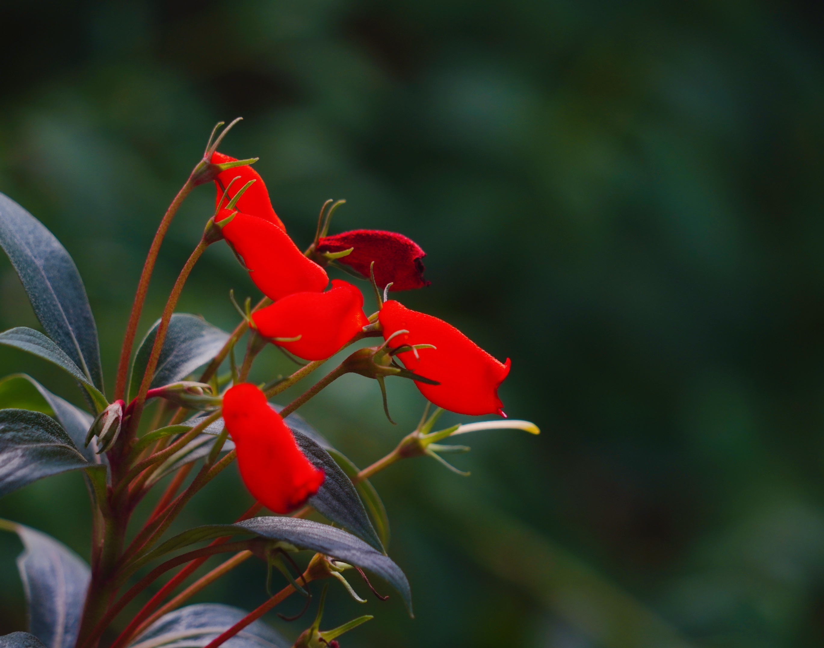 风和日丽【美摄视界】:【原创首发】小岩桐 - vv