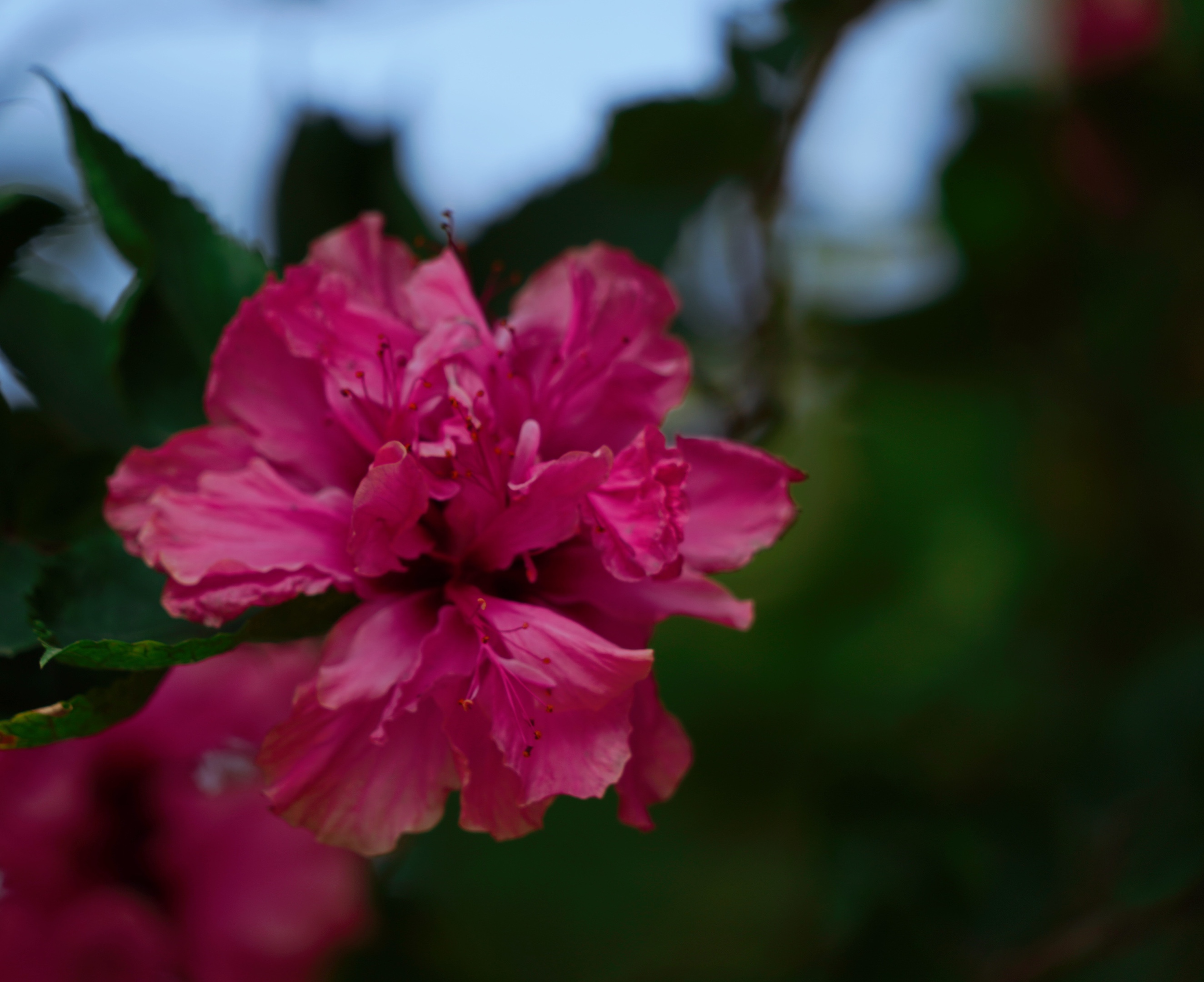 原创首发重瓣扶桑花