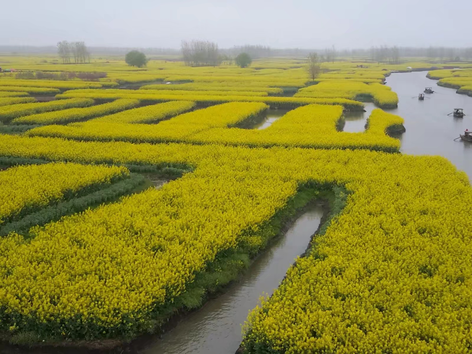 兴化垛田油菜花