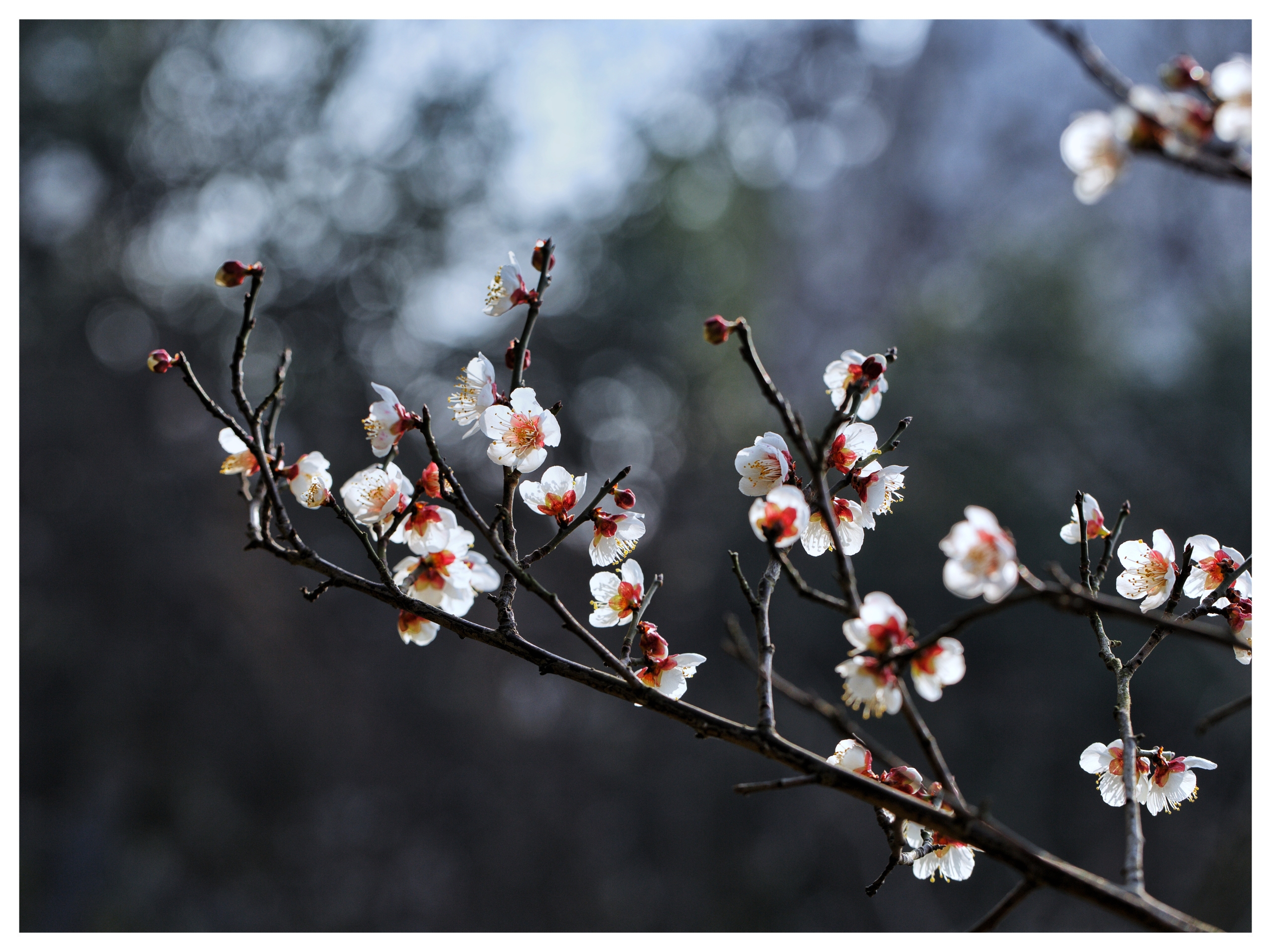 白梅花疑是冬雪尚未消