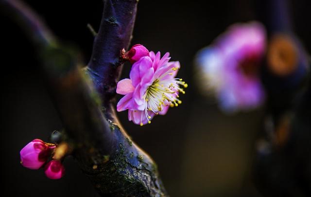 迎春(二) 日煦蜂蝶舞, 花叢群芳濃. 雛芽攜草綠, 飛鳥繞樹鳴.