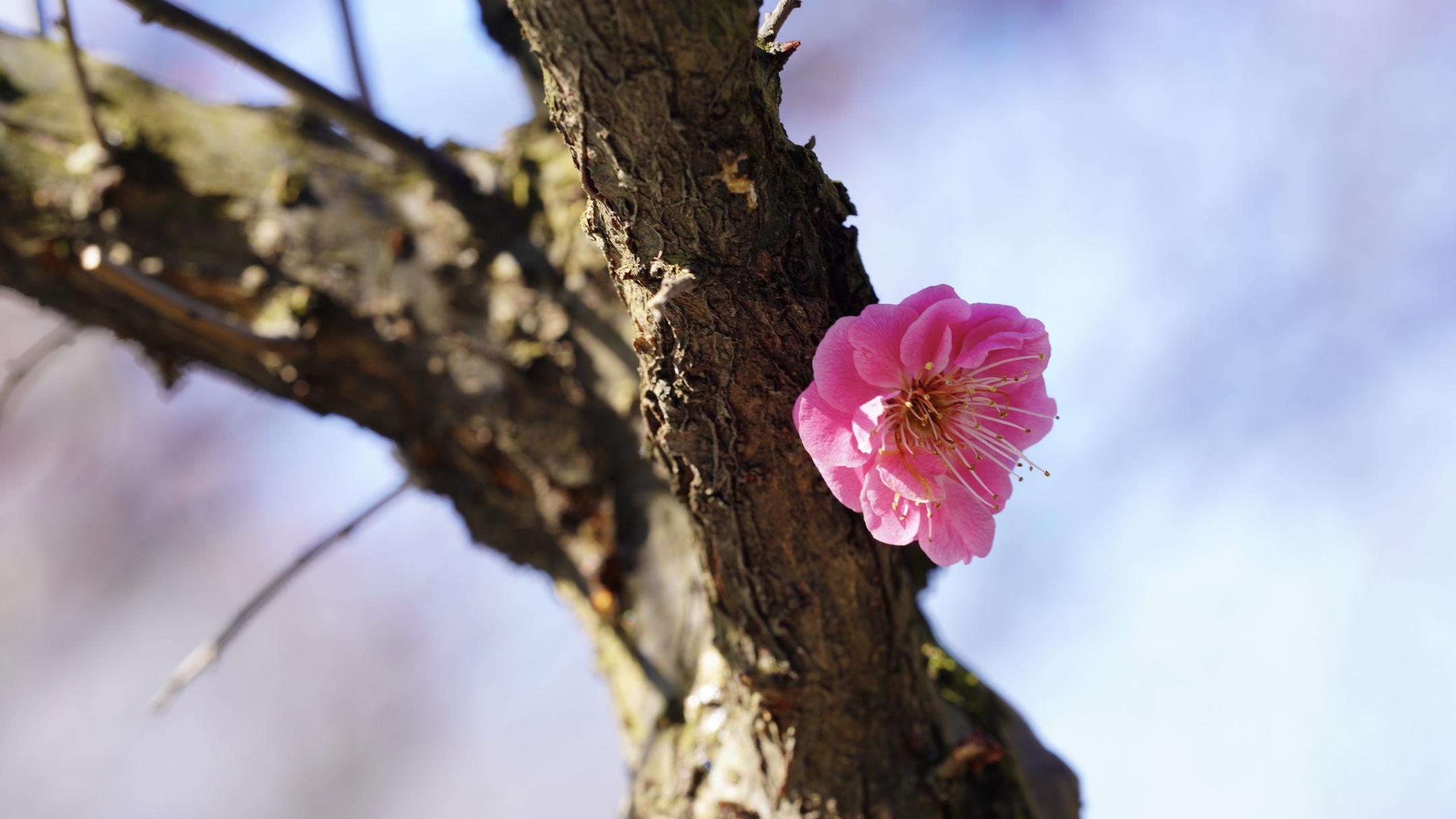 冰姿玉骨清香来