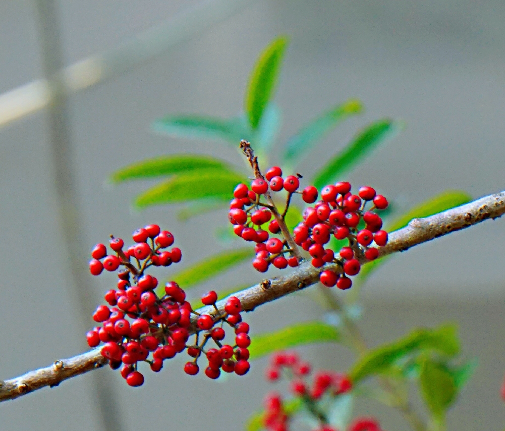 灿灿如火铁冬青首发